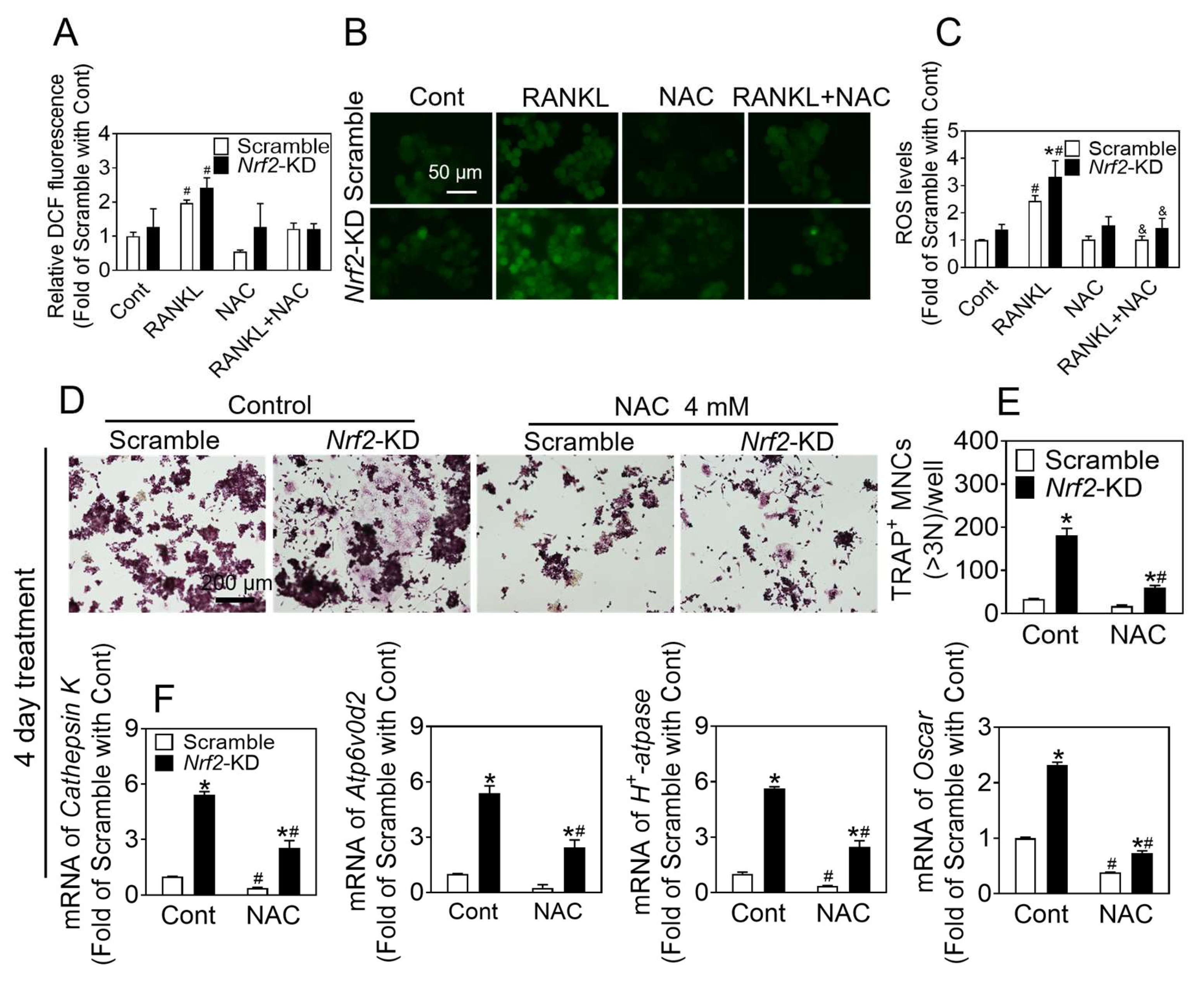 Antioxidants 12 02094 g003