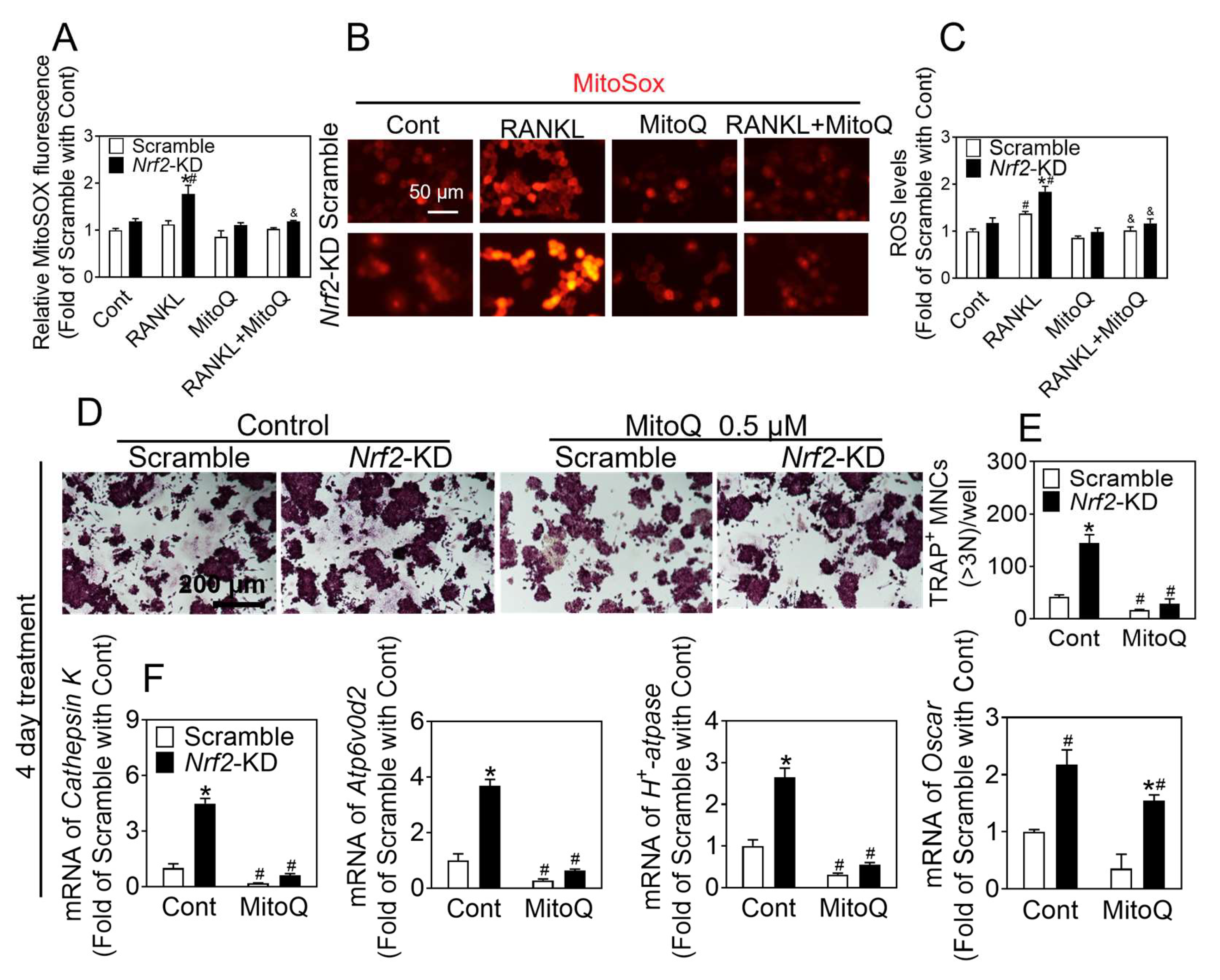 Antioxidants 12 02094 g005