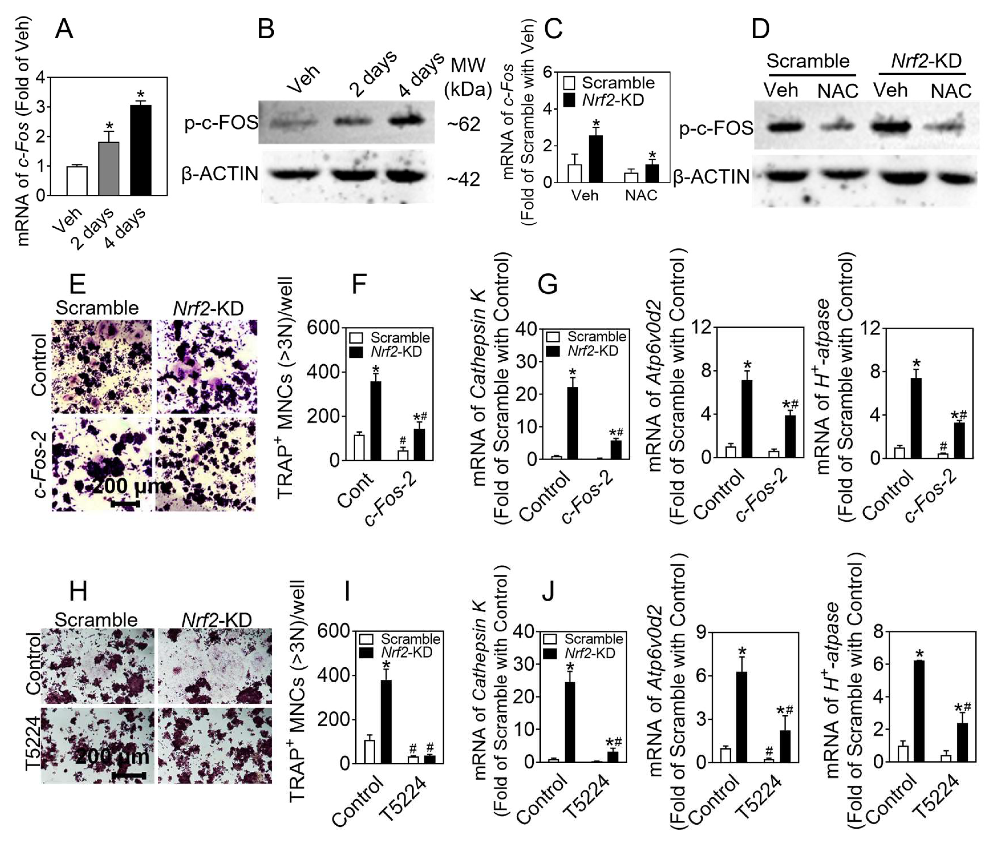 Antioxidants 12 02094 g006