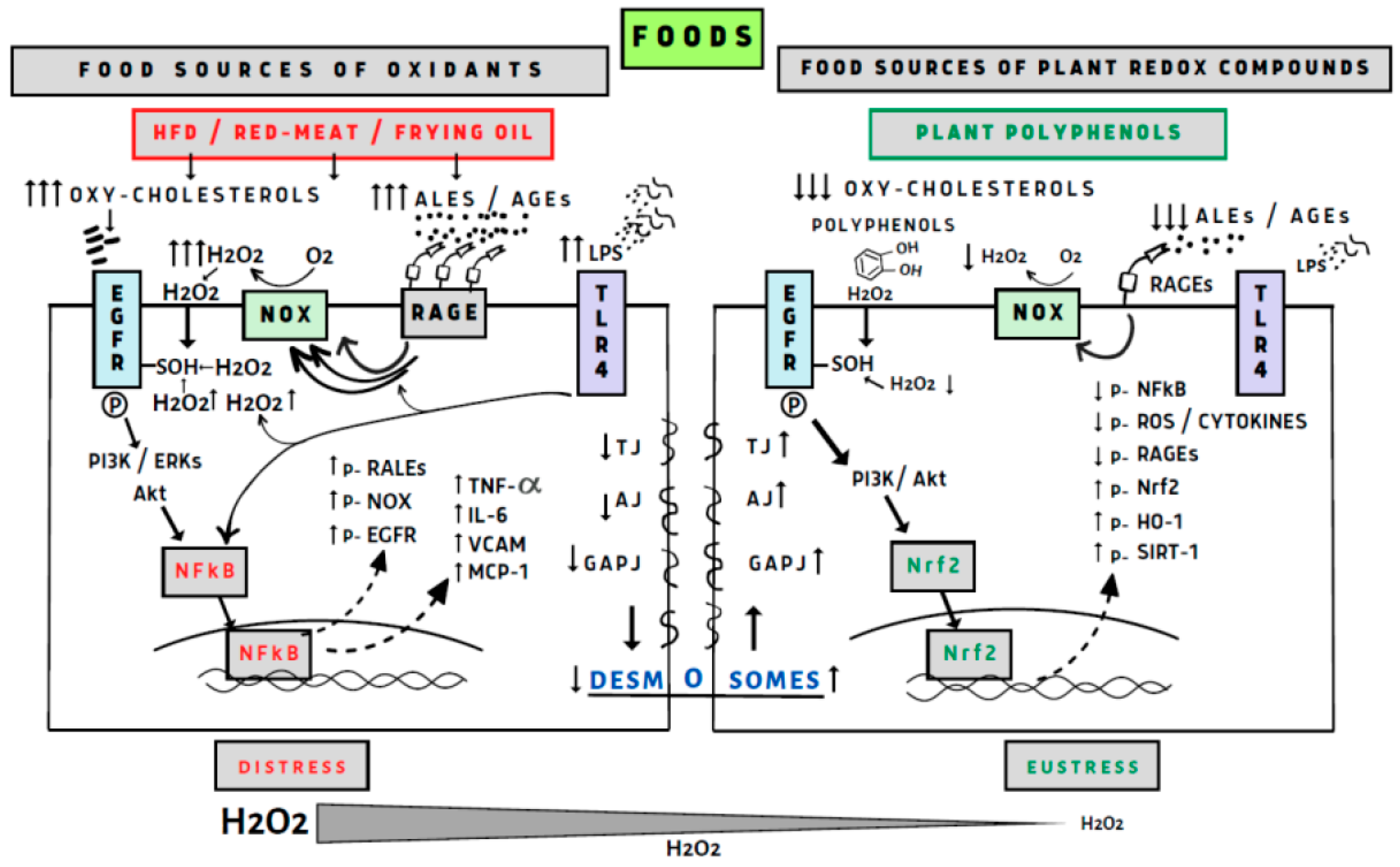 Antioxidants 12 02103 g001