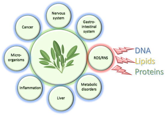 Antioxidants | Free Full-Text | An Update on Recent Studies Focusing on the Antioxidant  Properties of Salvia Species