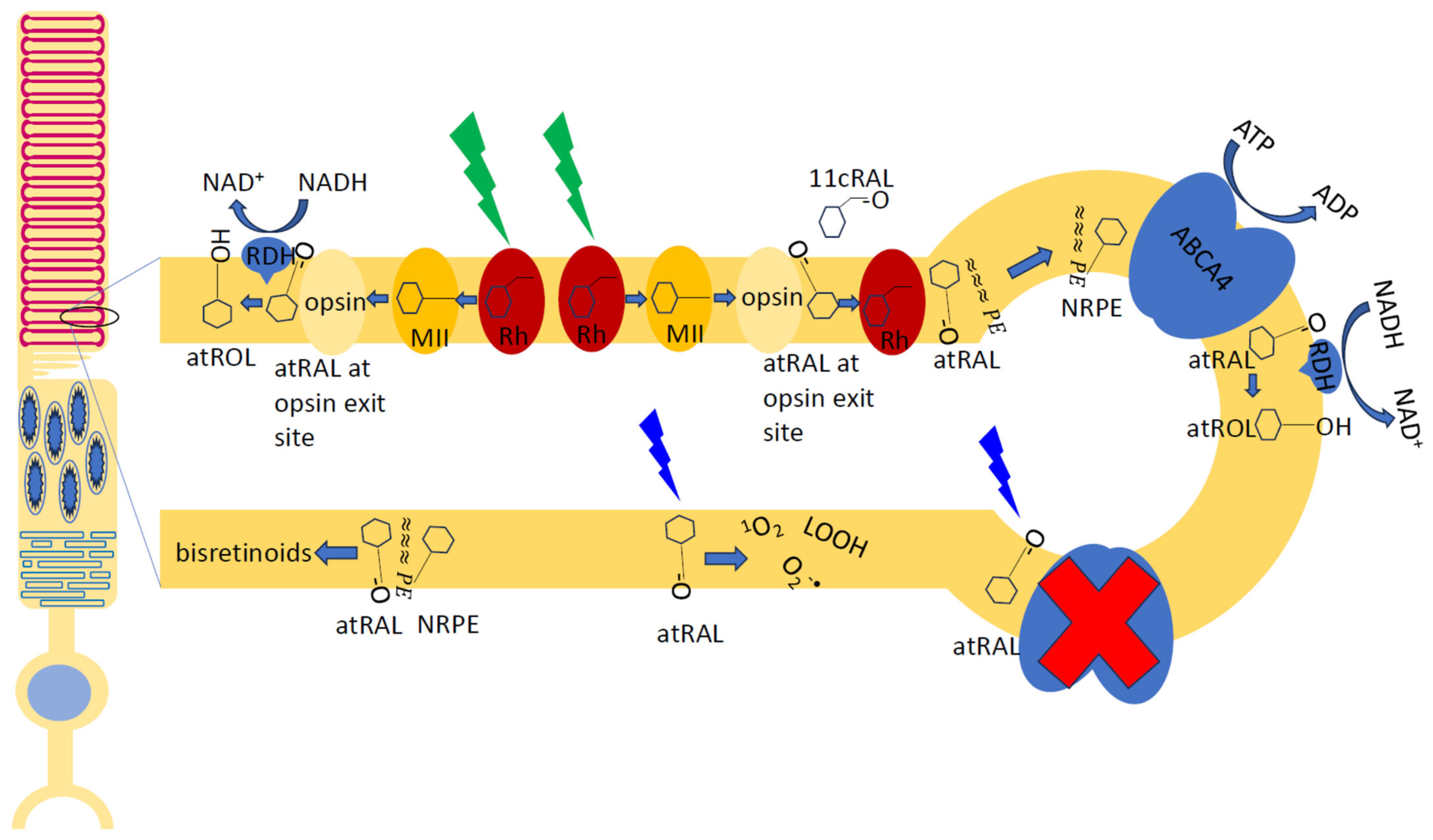 Antioxidants 12 02111 g002