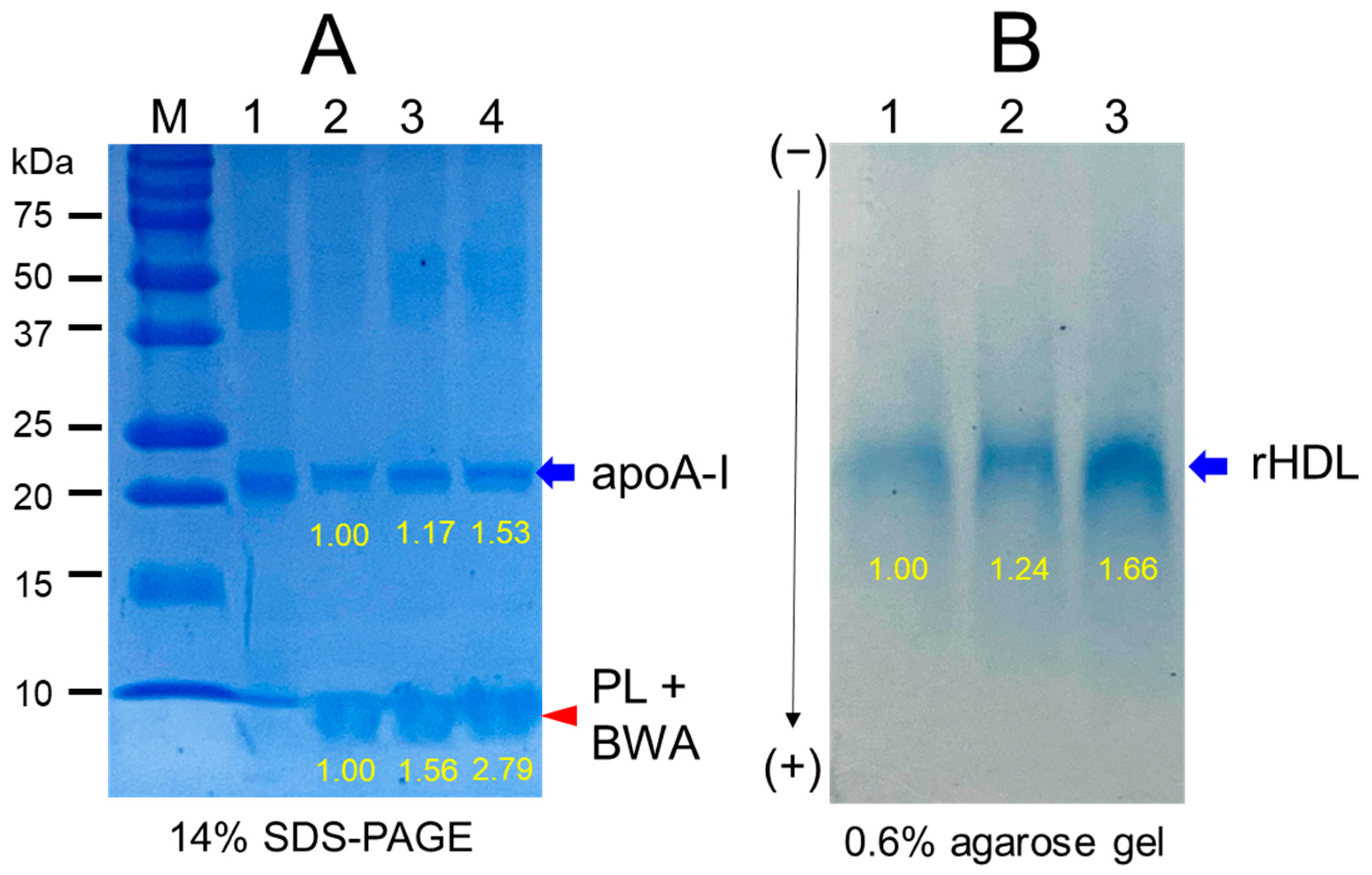 Antioxidants 12 02116 g006