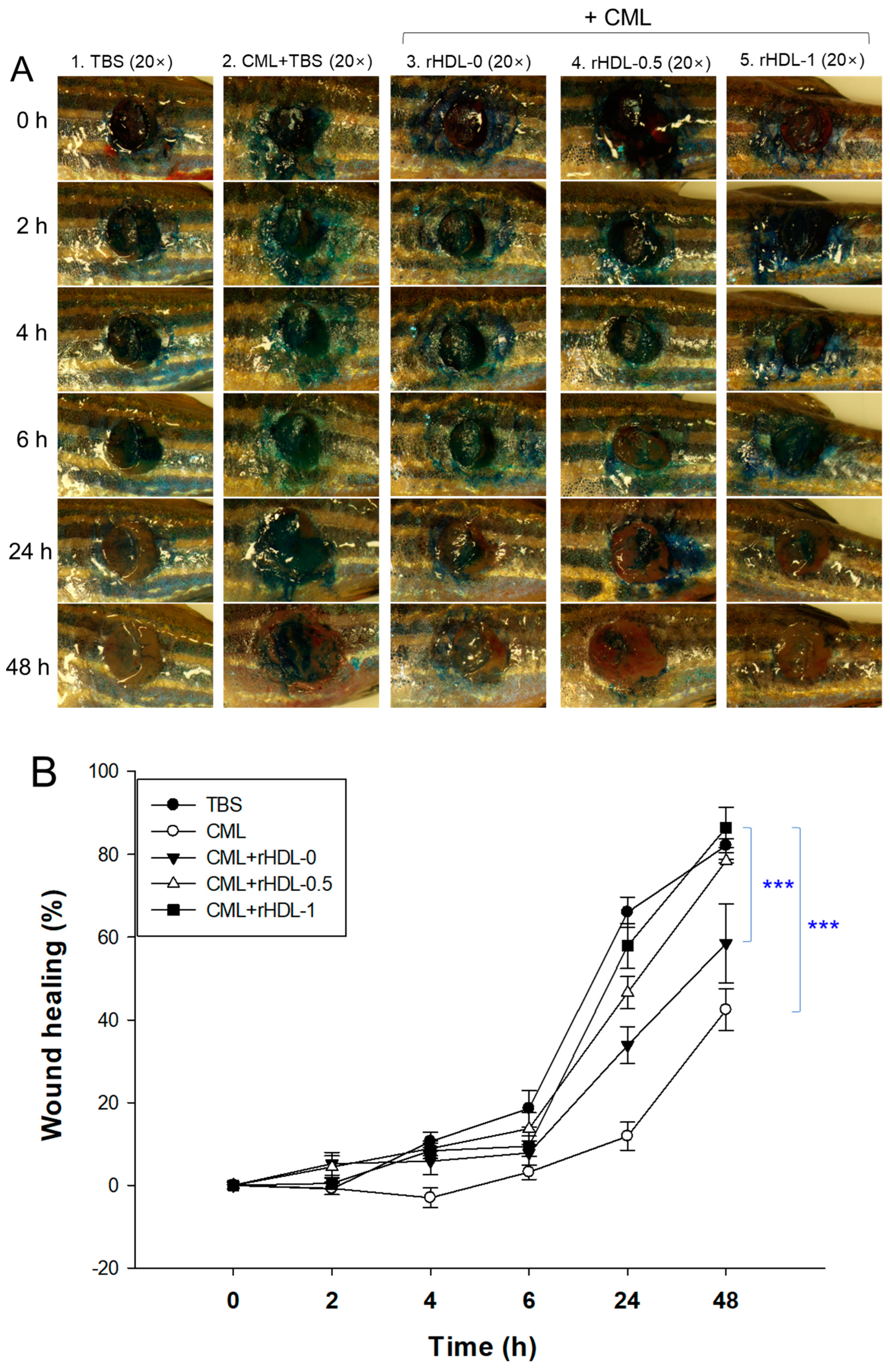 Antioxidants 12 02116 g012a
