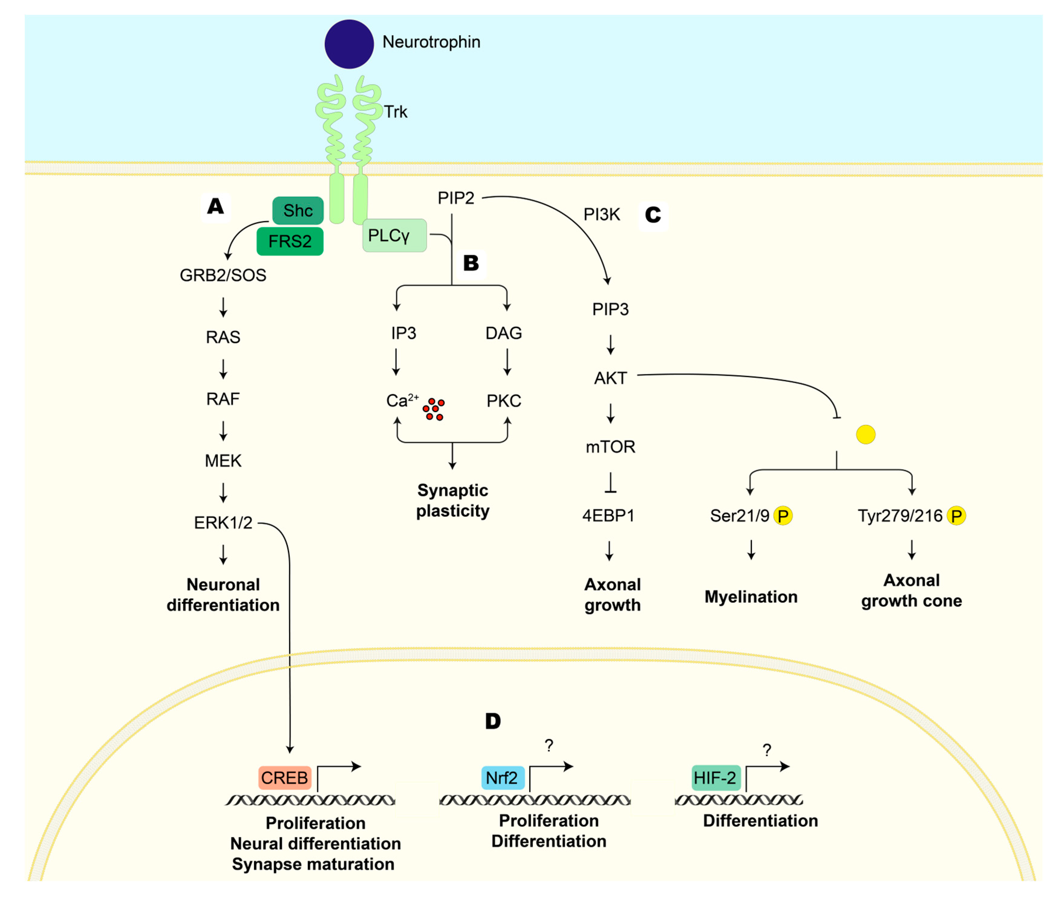 Antioxidants 12 02126 g003 Antioxidants 12 02126 g003