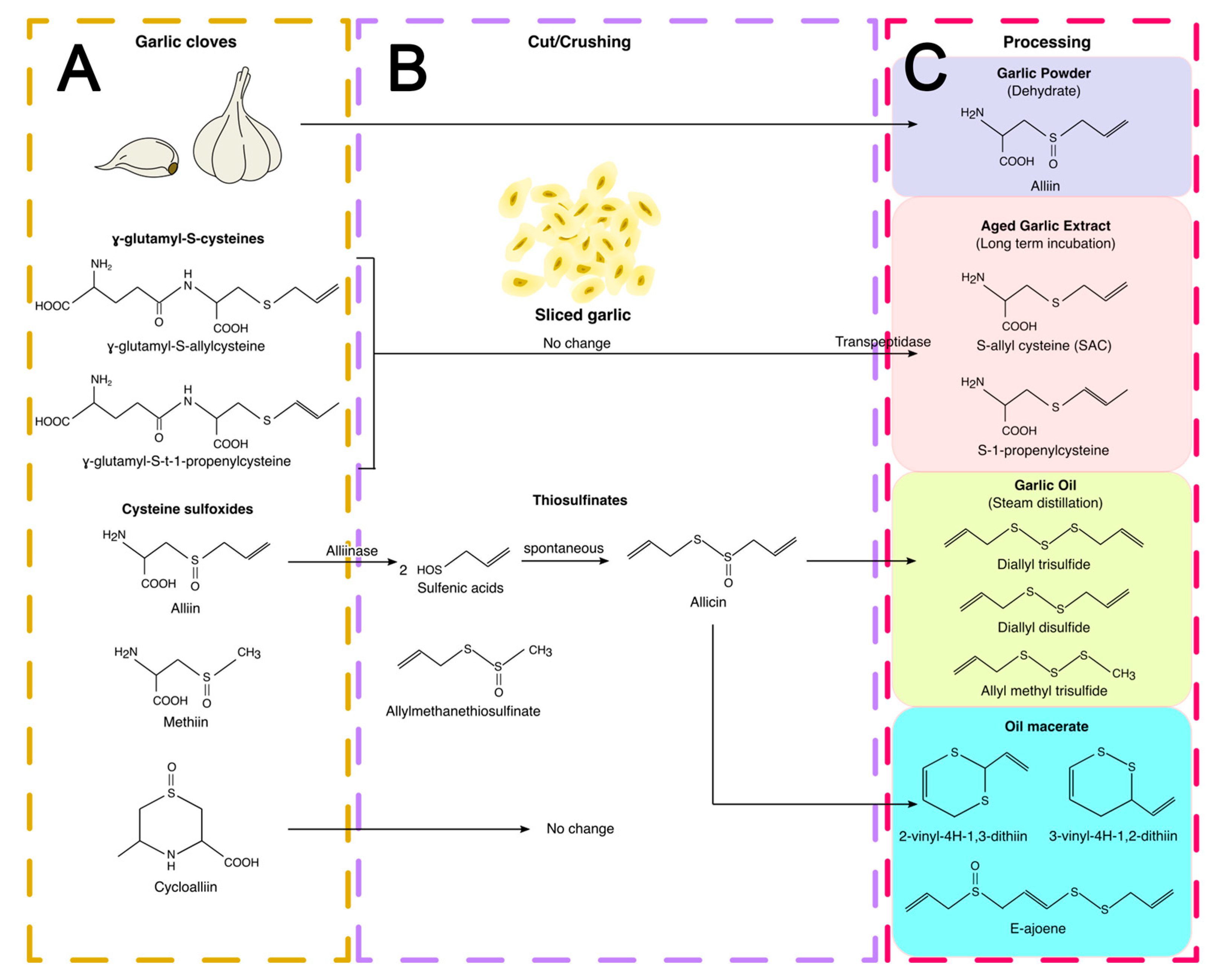 Antioxidants 12 02126 g004 Antioxidants 12 02126 g004