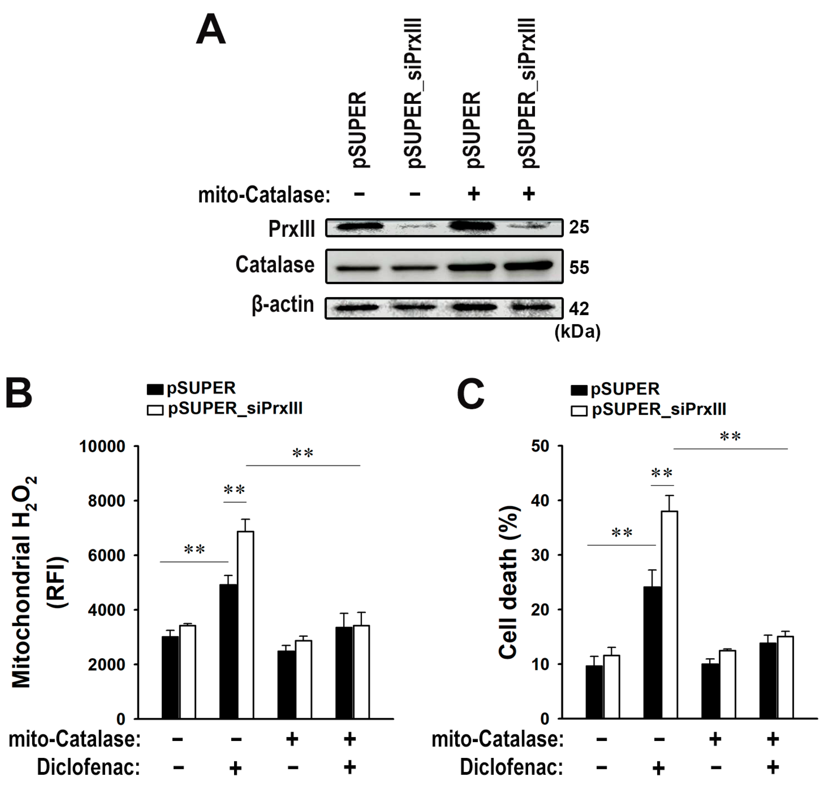 Antioxidants 13 00017 g005