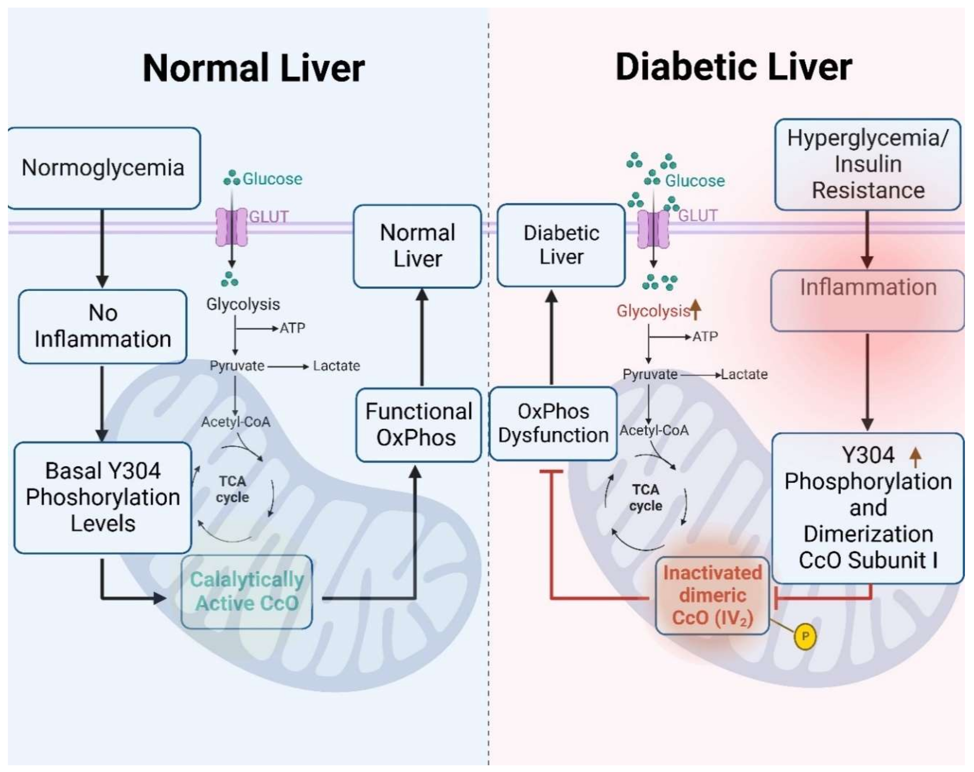 Antioxidants 13 00019 g007 Antioxidants 13 00019 g007