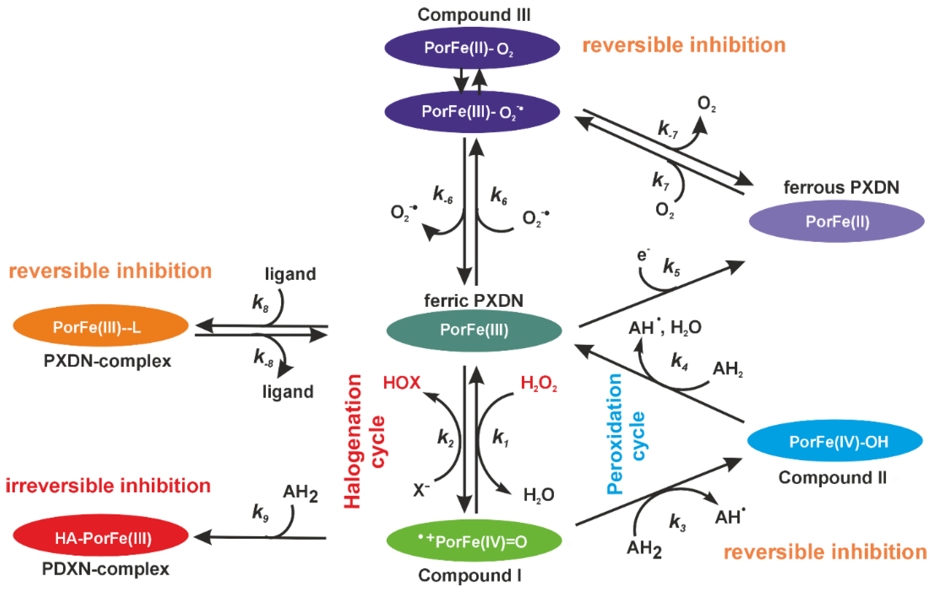 Antioxidants 13 00023 g001 Antioxidants 13 00023 g001