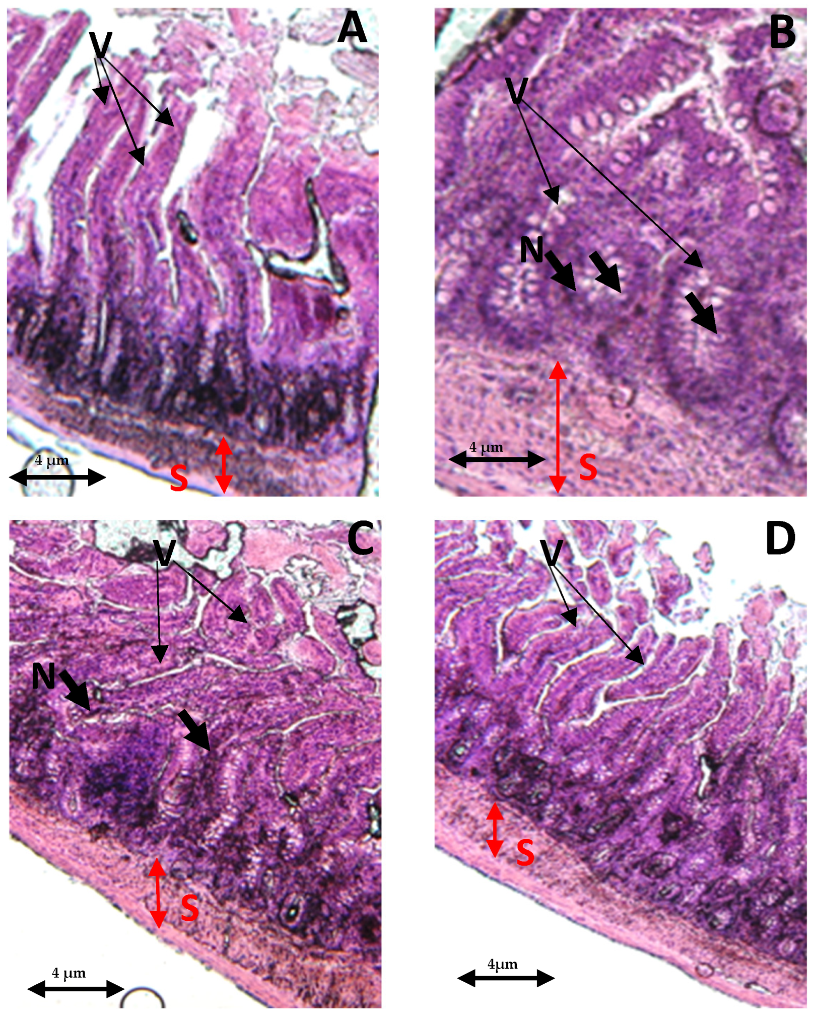 Antioxidants 13 00026 g007 Antioxidants 13 00026 g007