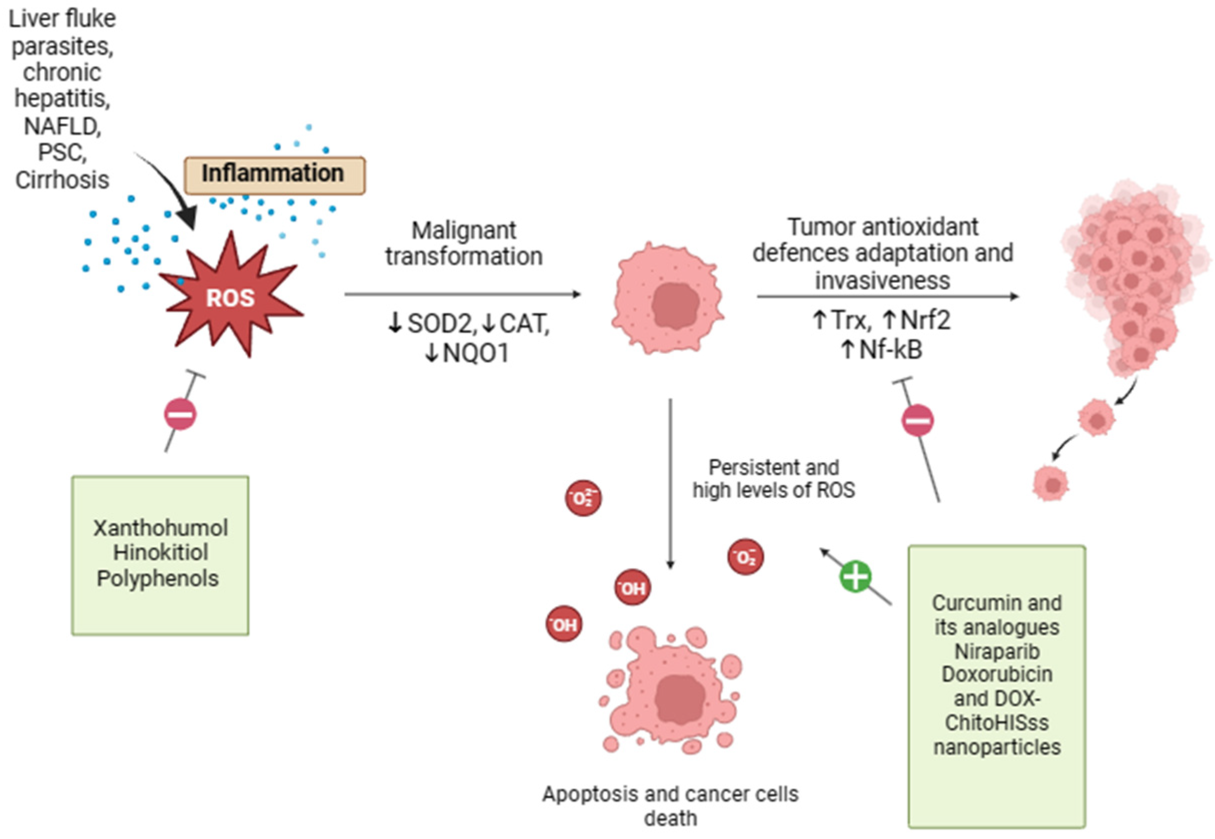 Antioxidants 13 00028 g002