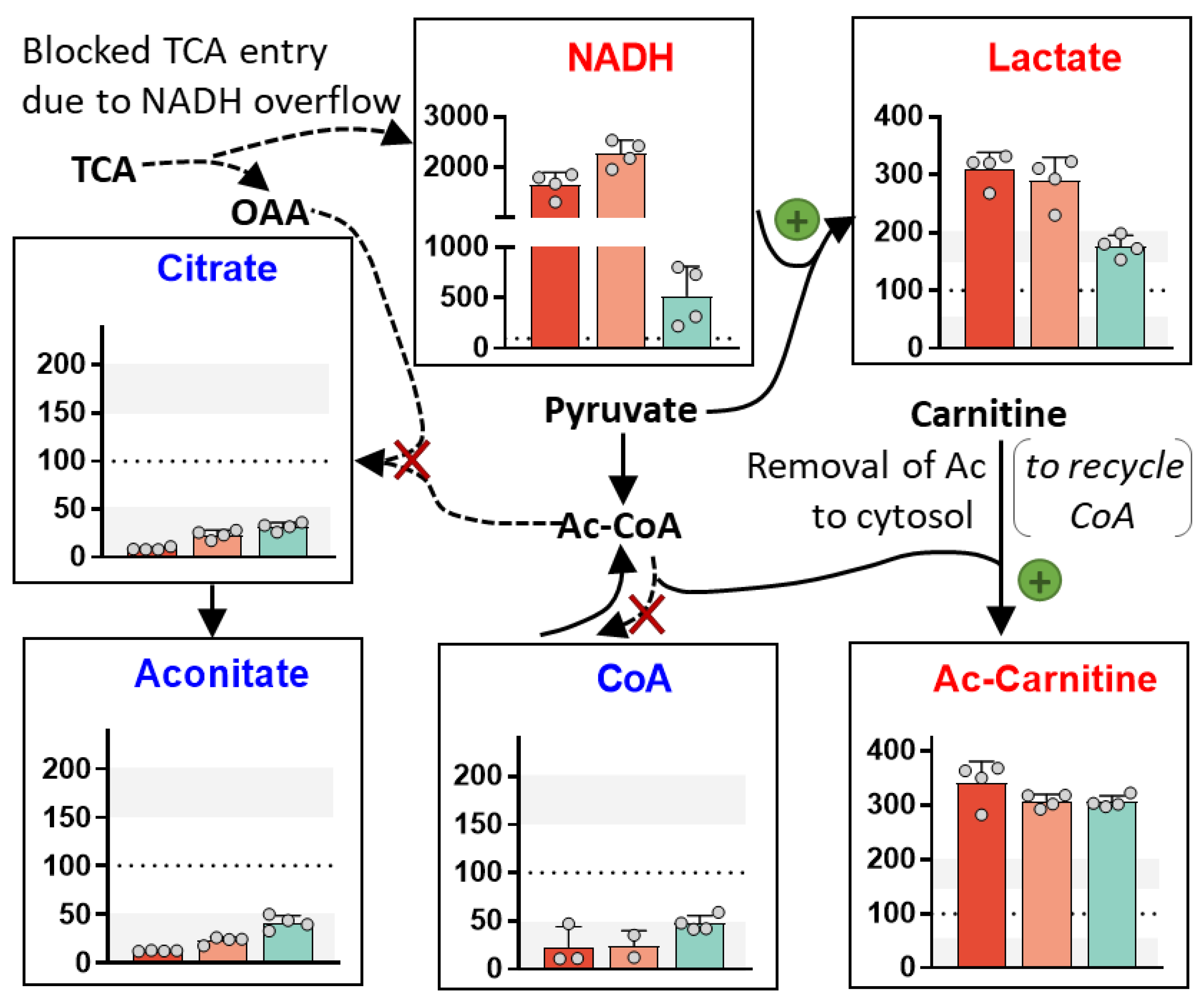 Antioxidants 13 00049 g010 Antioxidants 13 00049 g010
