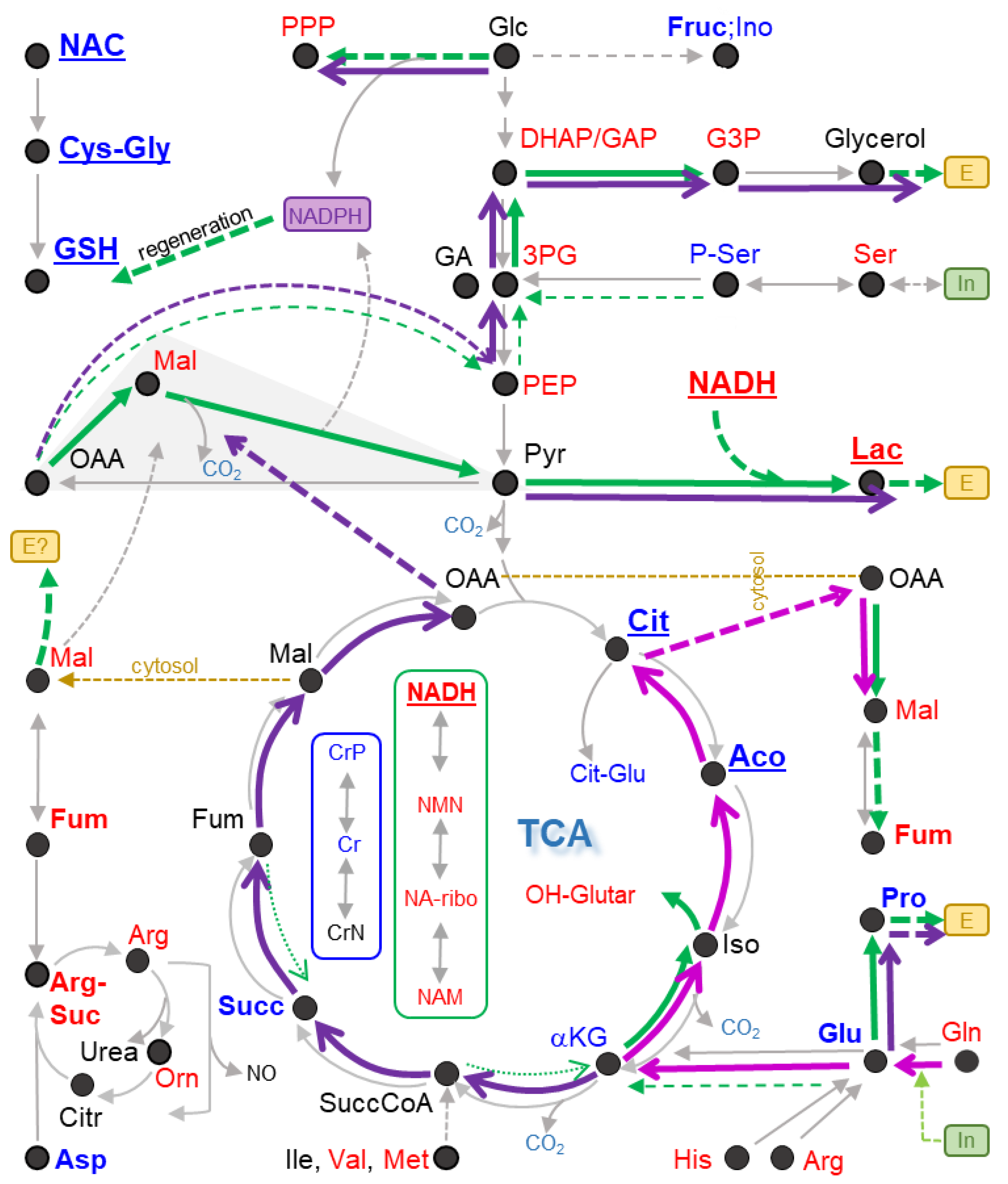 Antioxidants 13 00049 g011 Antioxidants 13 00049 g011