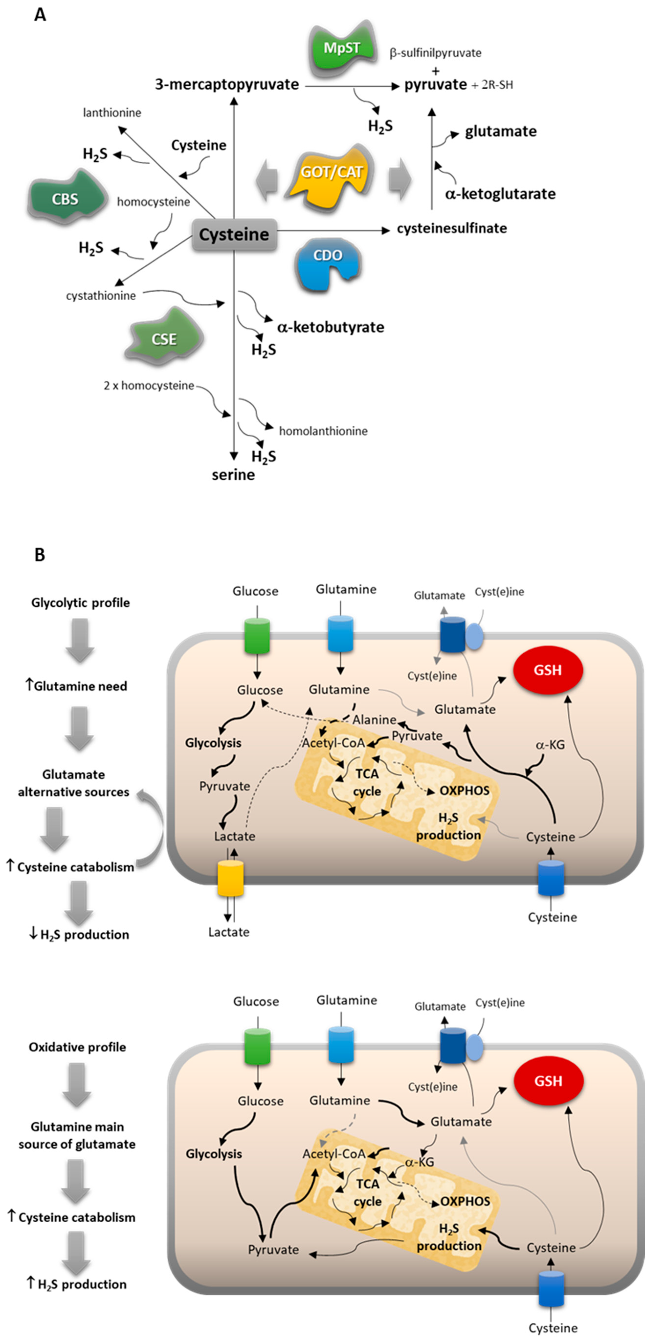 Antioxidants 13 00051 g006