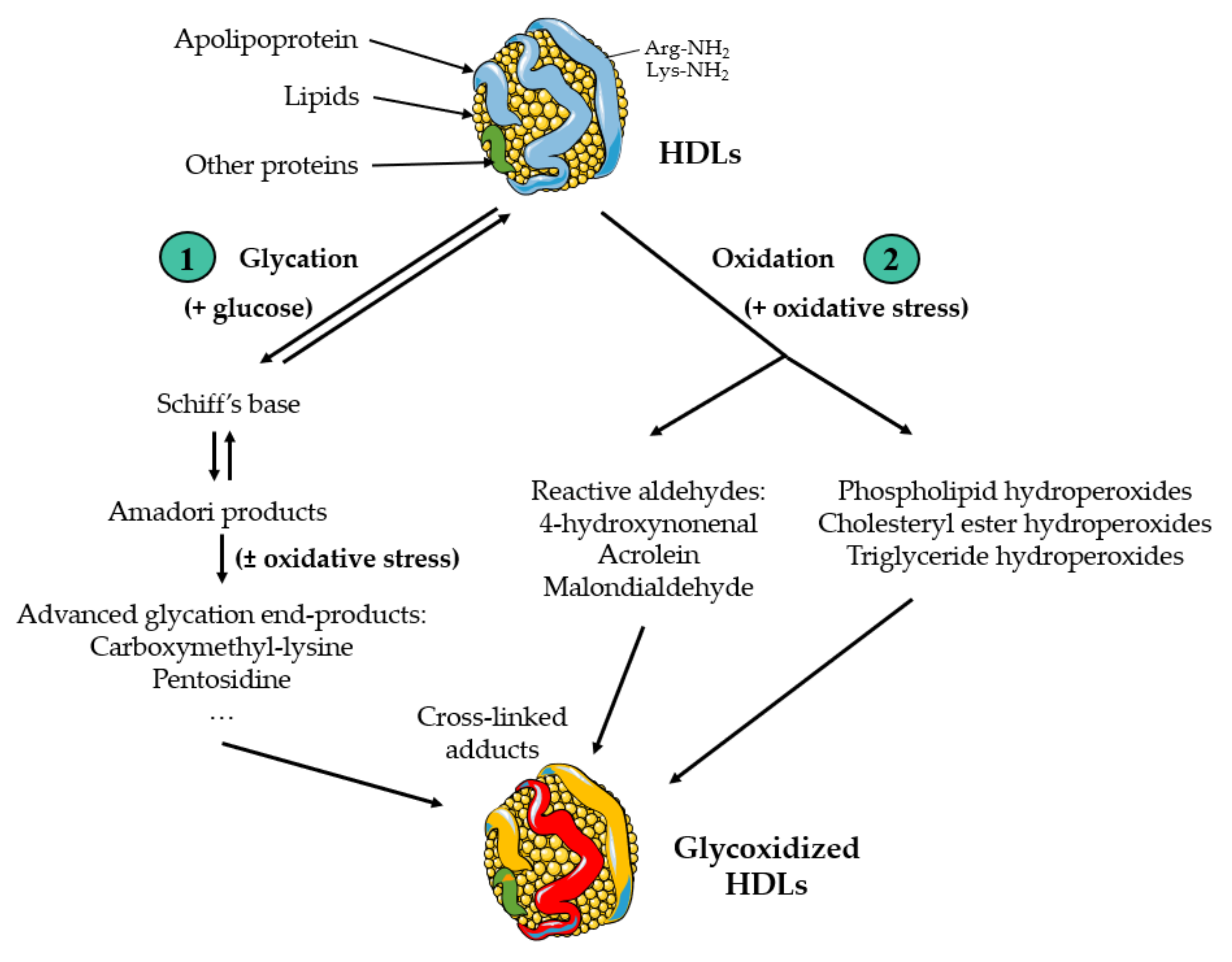 Antioxidants 13 00057 g001