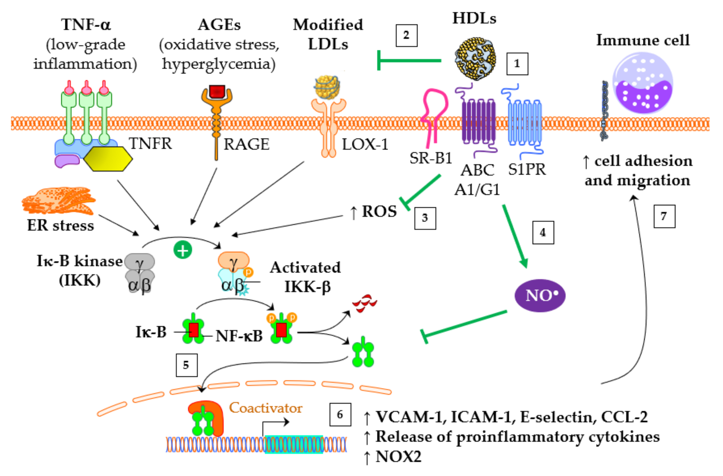 Antioxidants 13 00057 g003