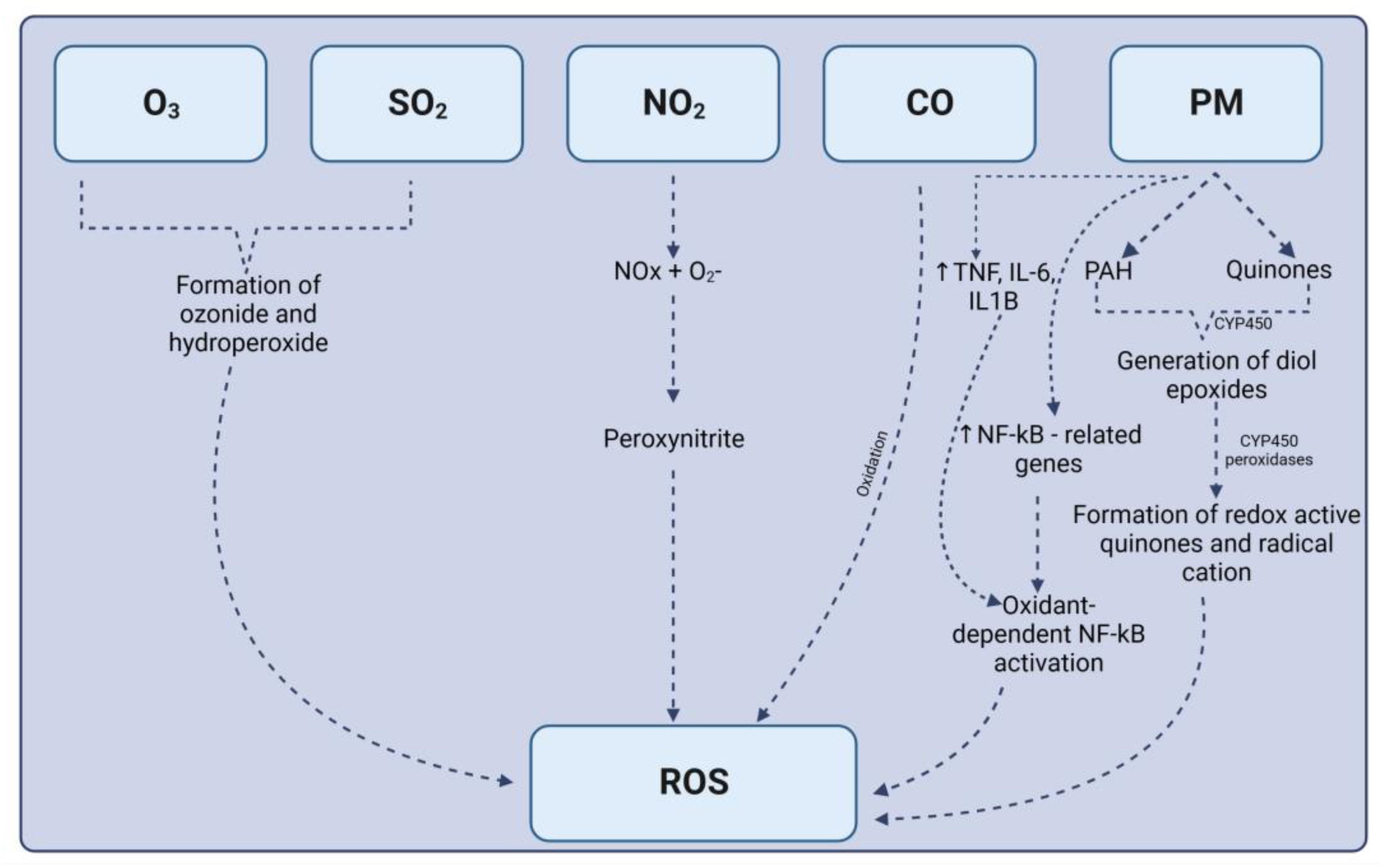Antioxidants 13 00064 g003