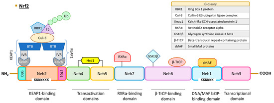 The Multifaceted Roles of NRF2 in Cancer: Friend or Foe?
