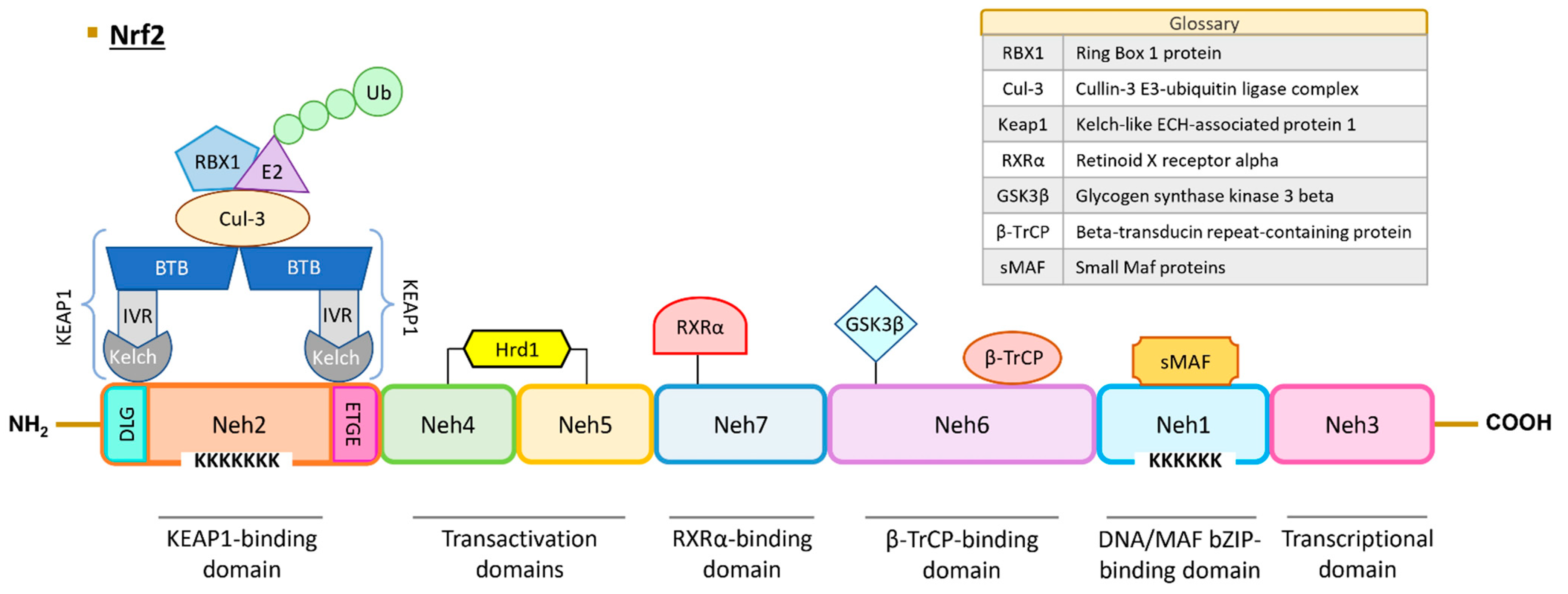 The Multifaceted Roles of NRF2 in Cancer: Friend or Foe?
