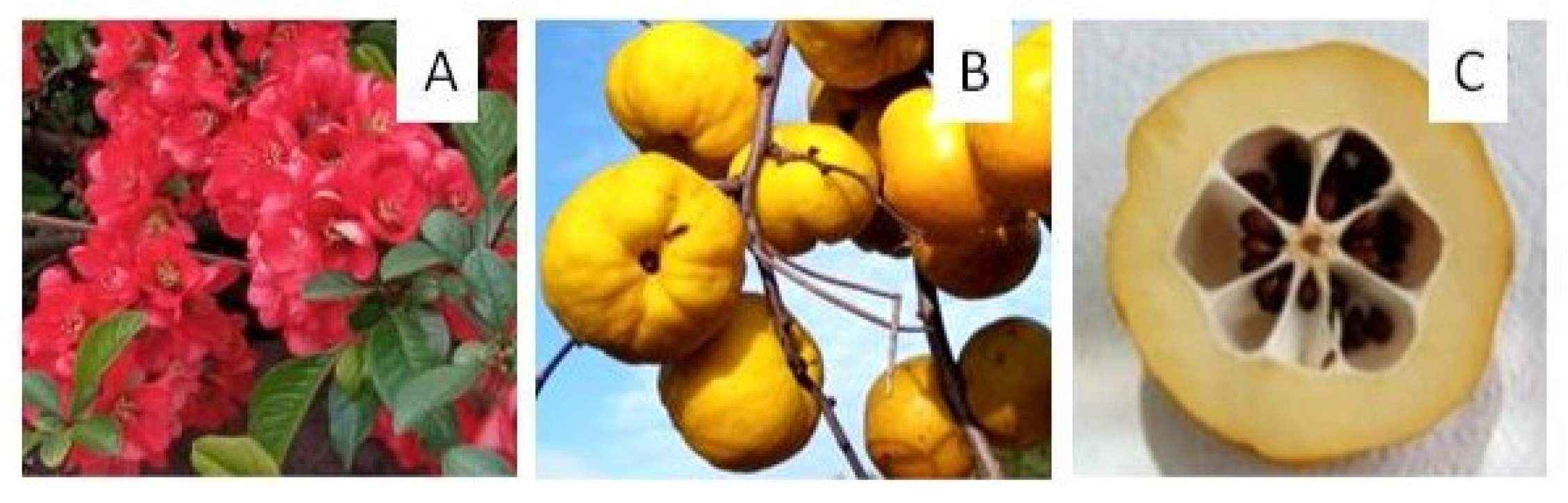 Antioxidants 13 00071 g002 Antioxidants 13 00071 g002