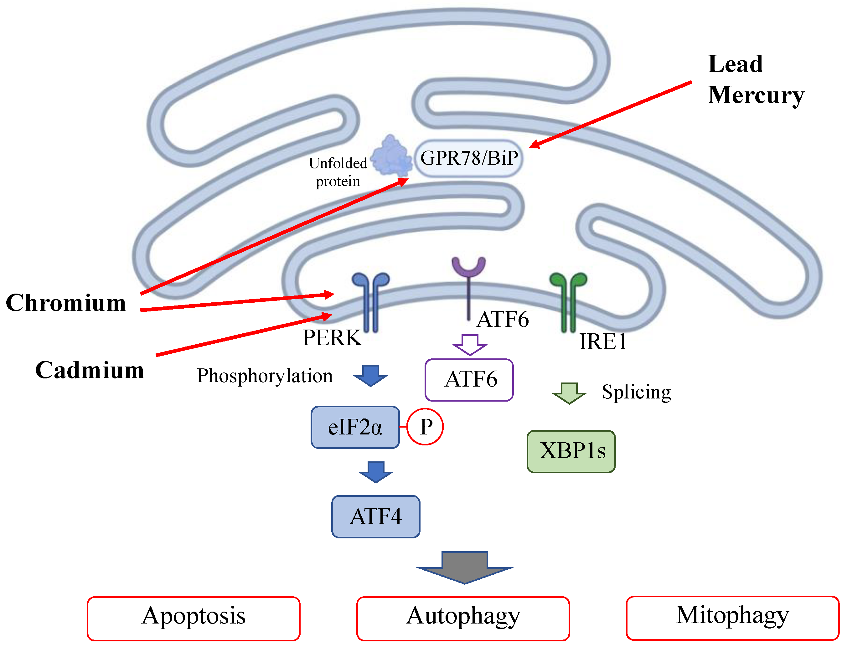 Antioxidants 13 00076 g003 Antioxidants 13 00076 g003