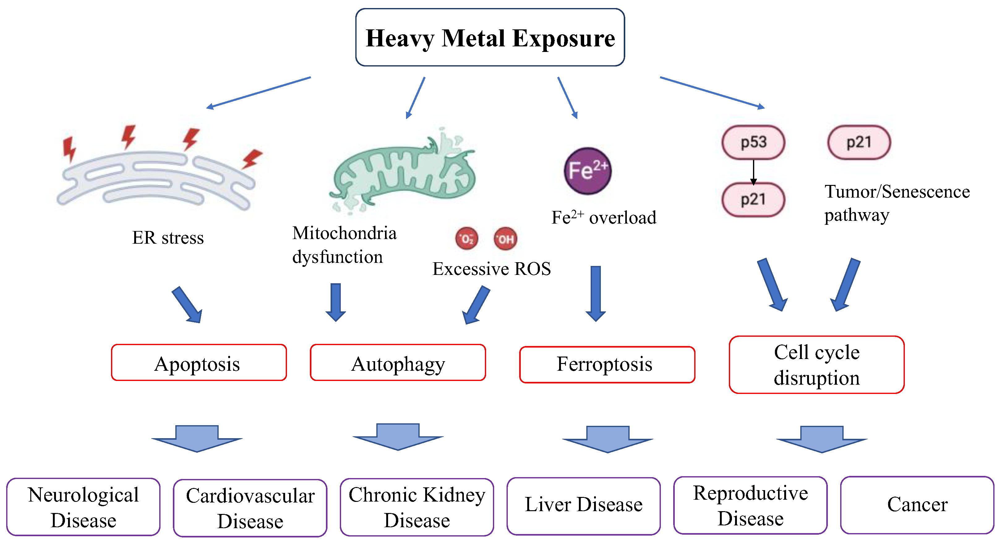 Antioxidants 13 00076 g005 Antioxidants 13 00076 g005