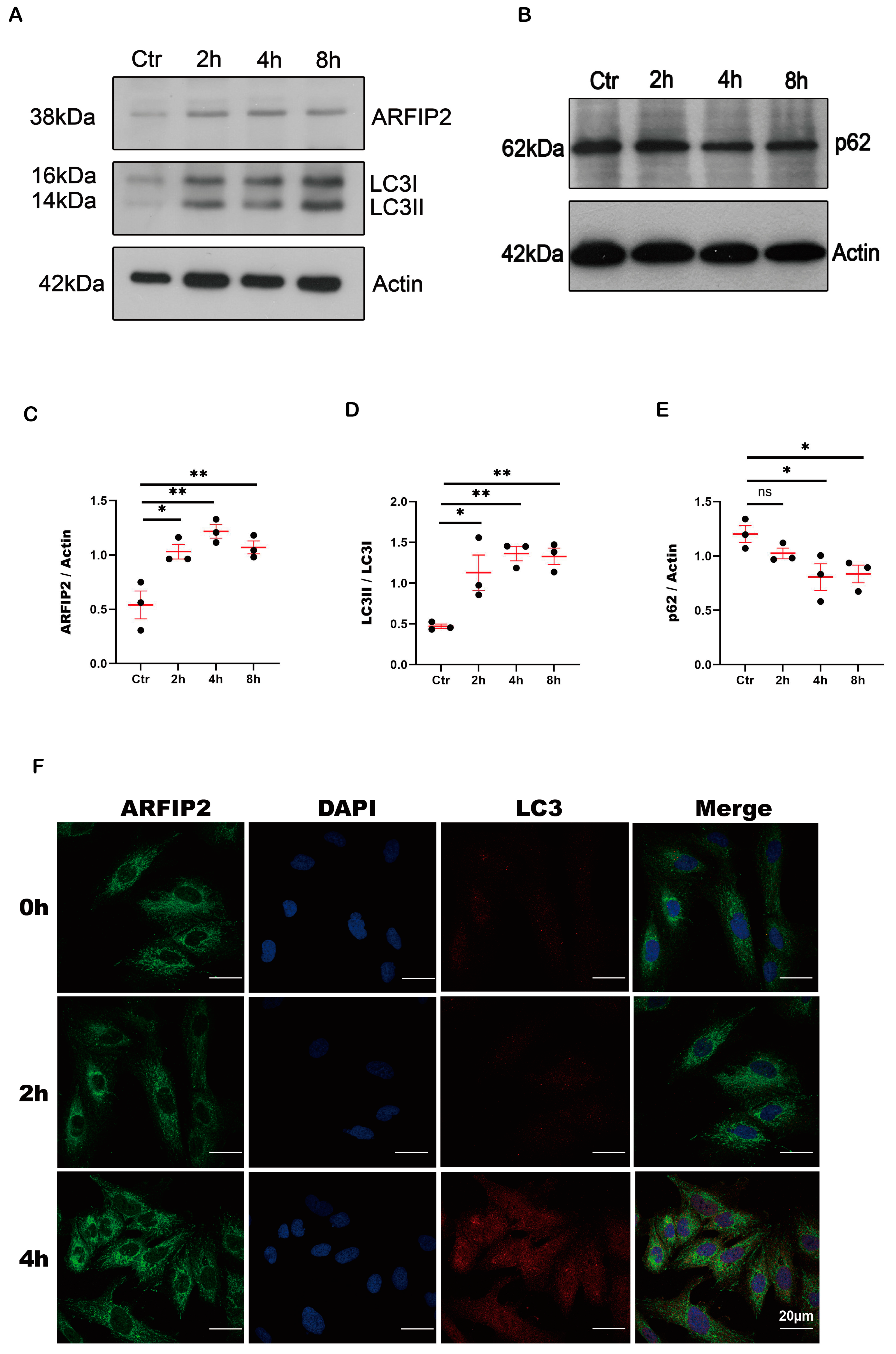 Antioxidants 13 00081 g002 Antioxidants 13 00081 g002