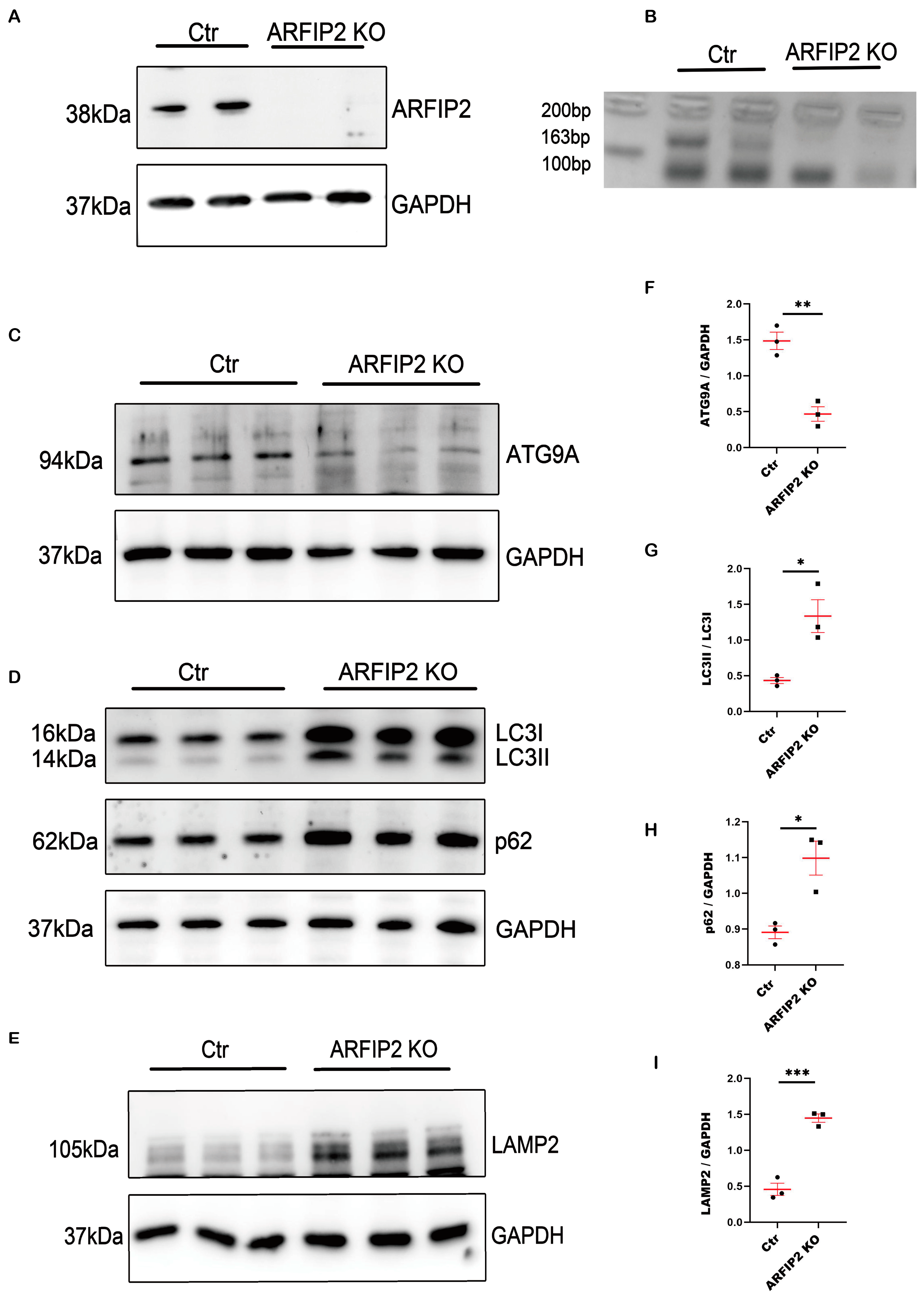 Antioxidants 13 00081 g003 Antioxidants 13 00081 g003