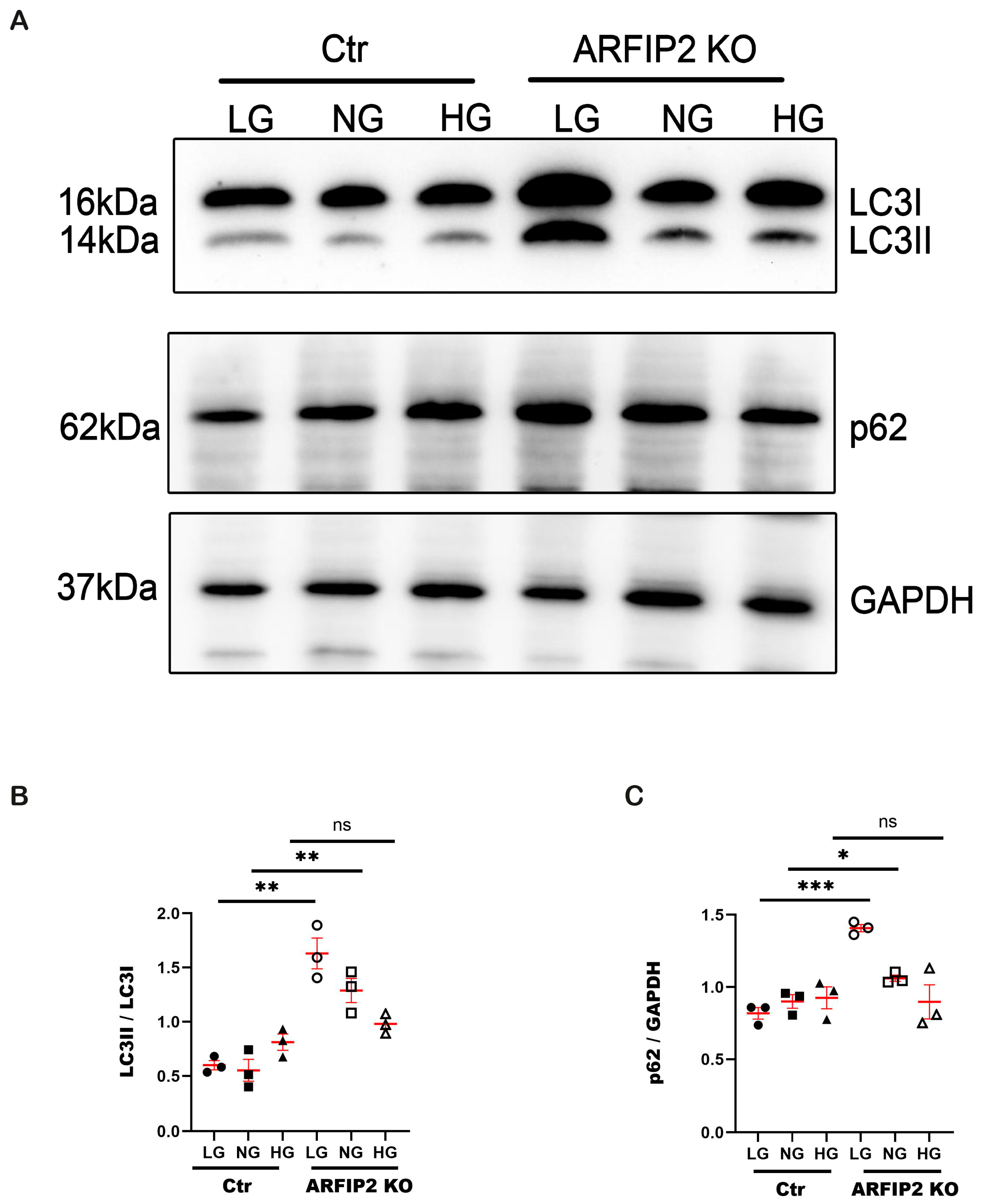 Antioxidants 13 00081 g004 Antioxidants 13 00081 g004