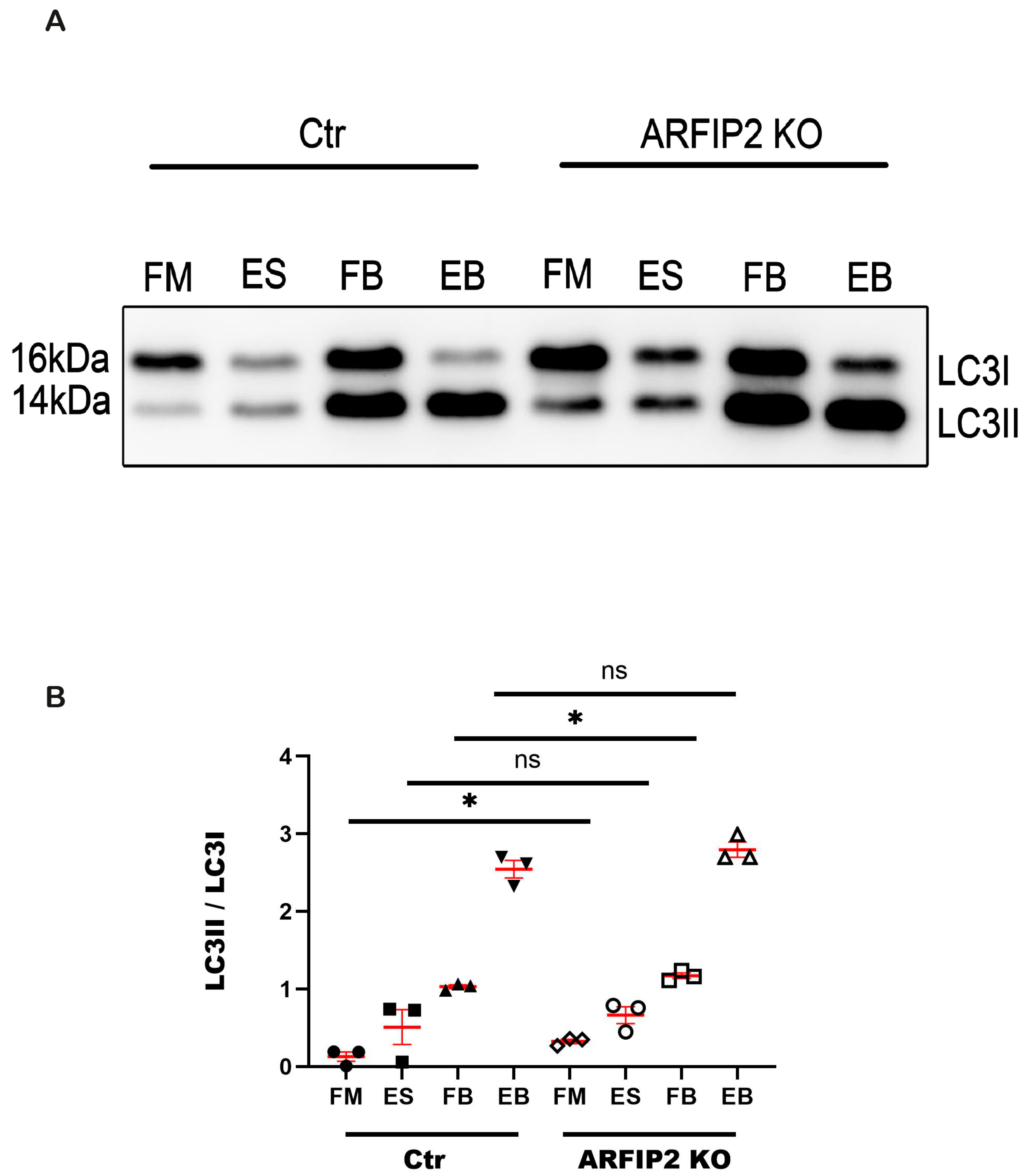 Antioxidants 13 00081 g005 Antioxidants 13 00081 g005