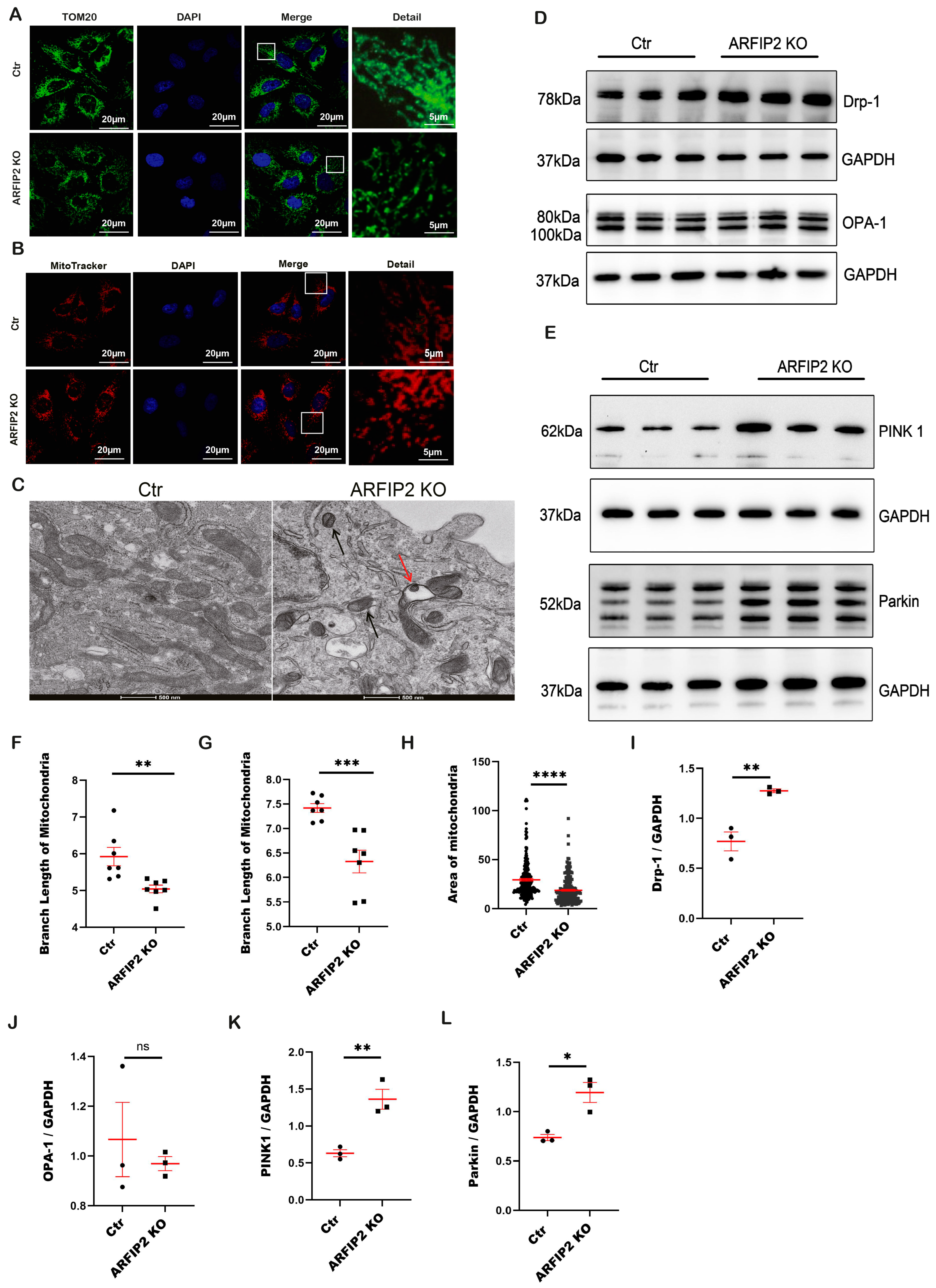 Antioxidants 13 00081 g006 Antioxidants 13 00081 g006