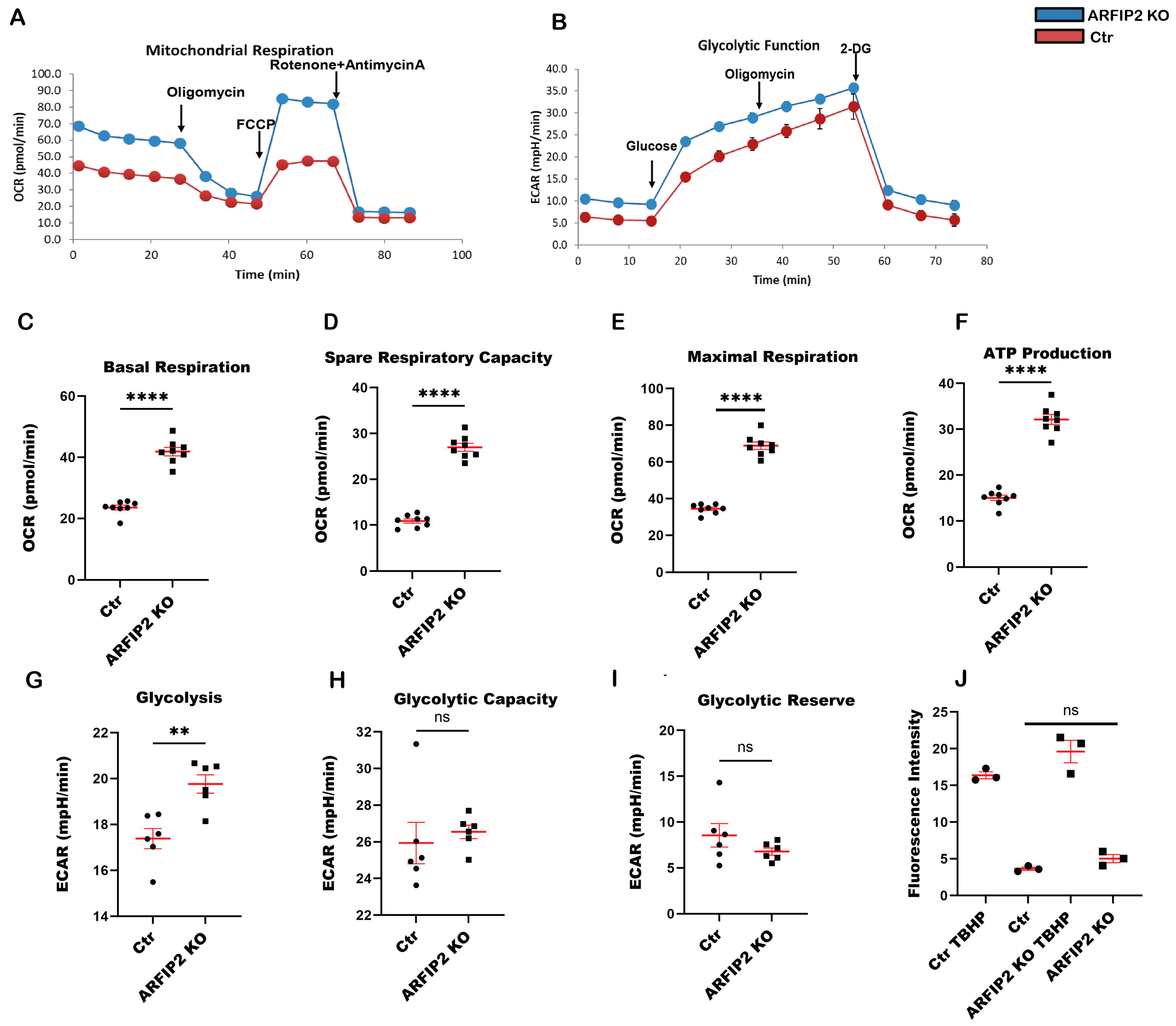 Antioxidants 13 00081 g007 Antioxidants 13 00081 g007