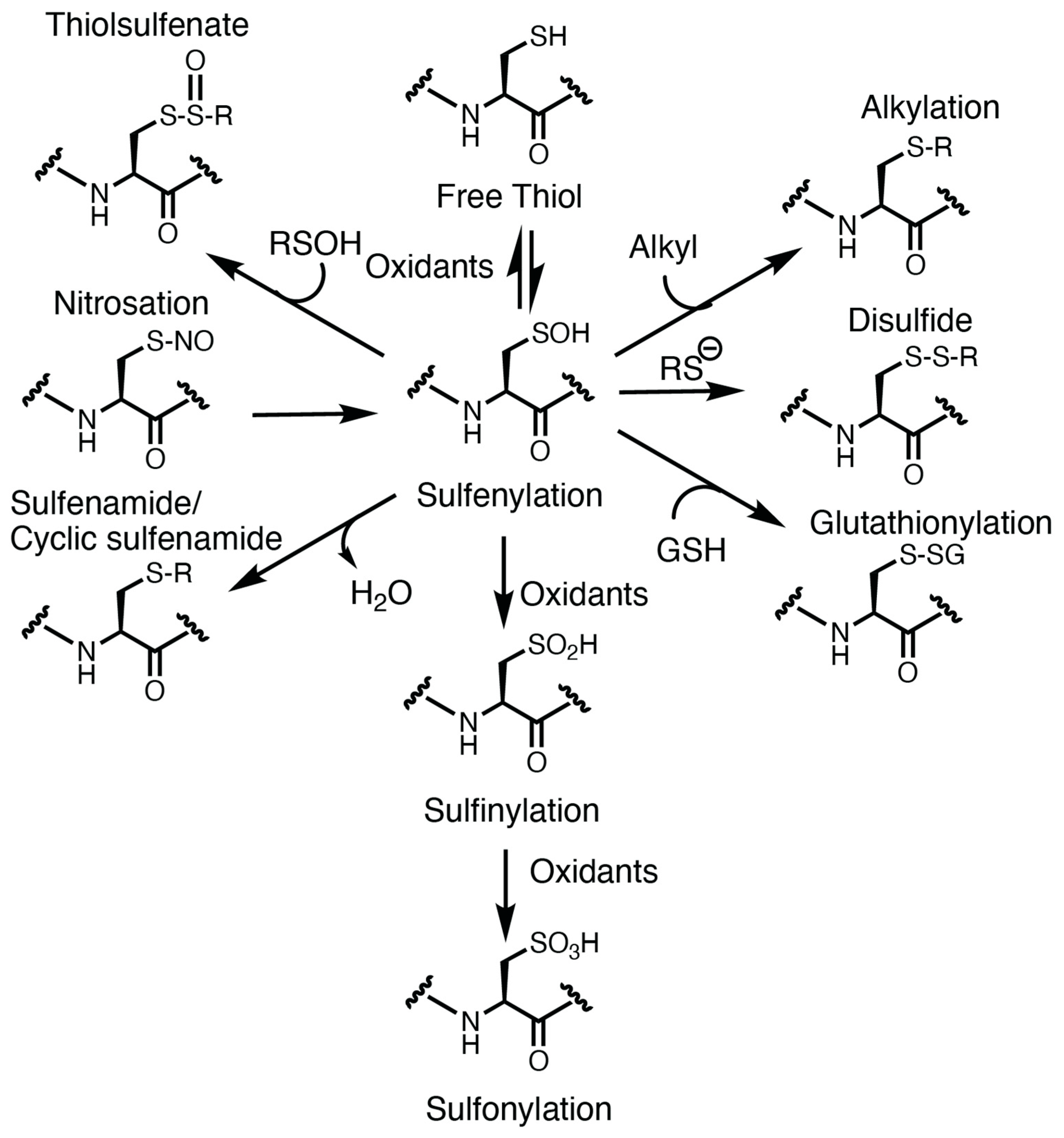 Antioxidants 13 00083 g001