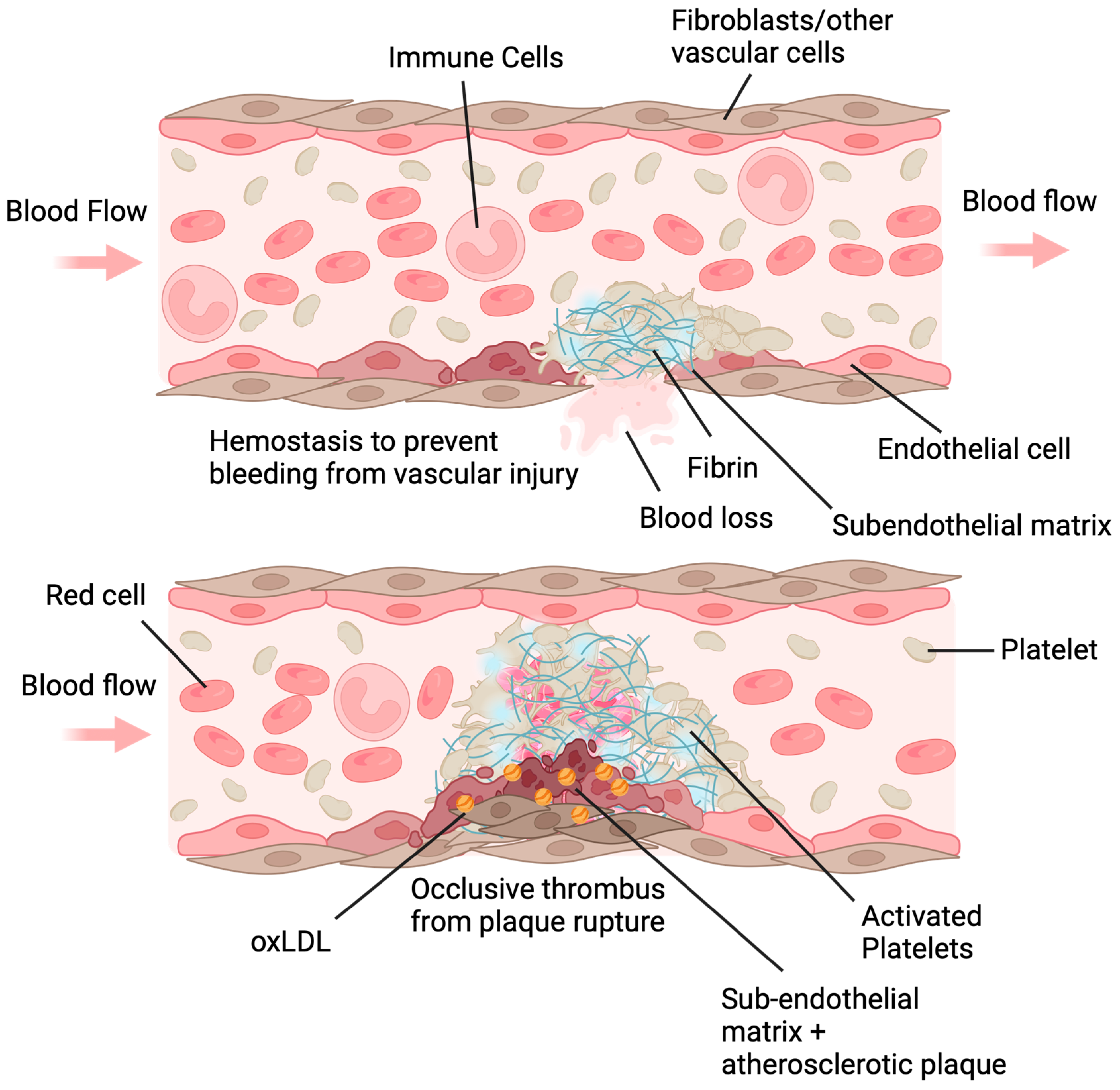 Antioxidants 13 00083 g002 Antioxidants 13 00083 g002