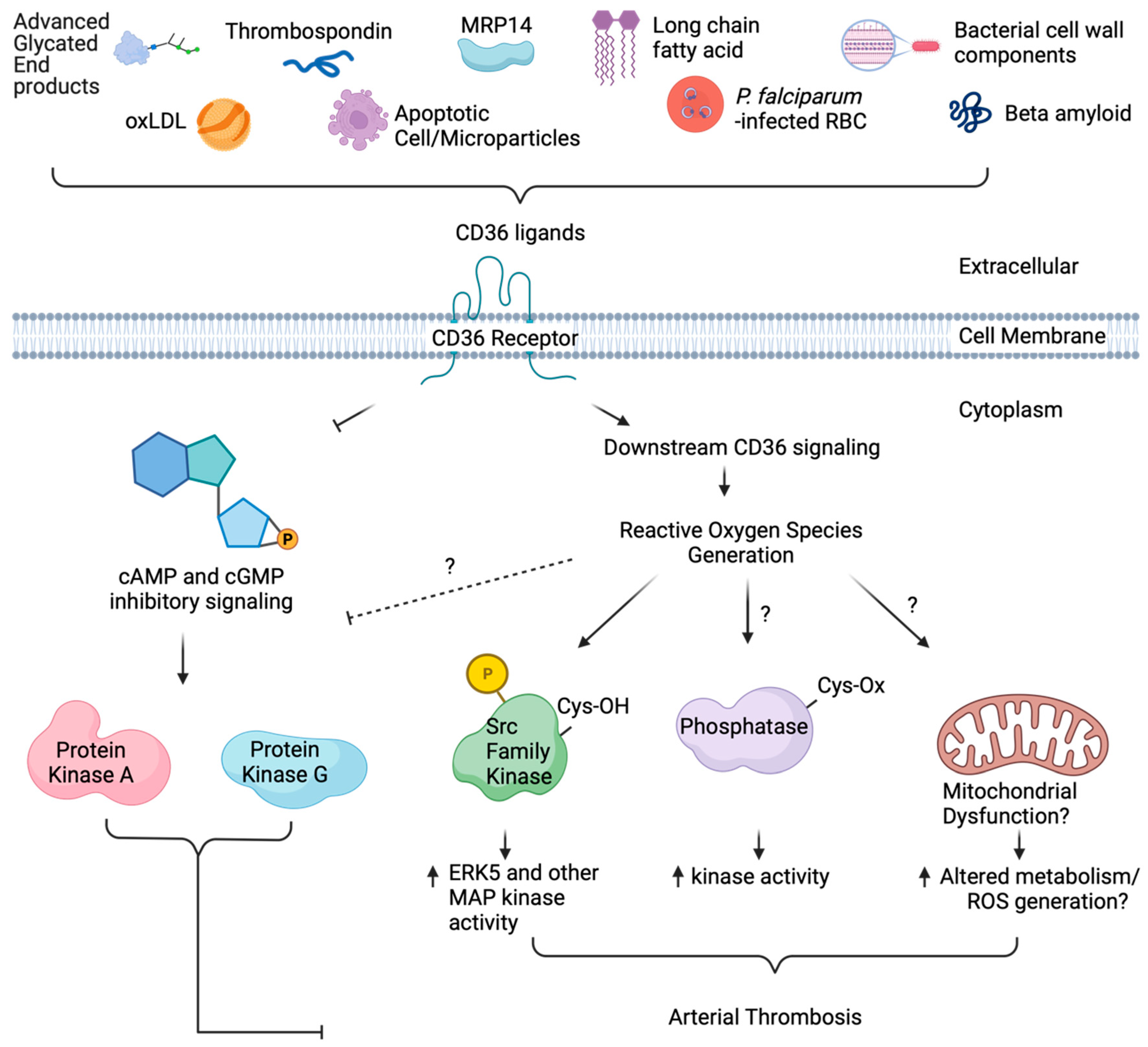 Antioxidants 13 00083 g003 Antioxidants 13 00083 g003