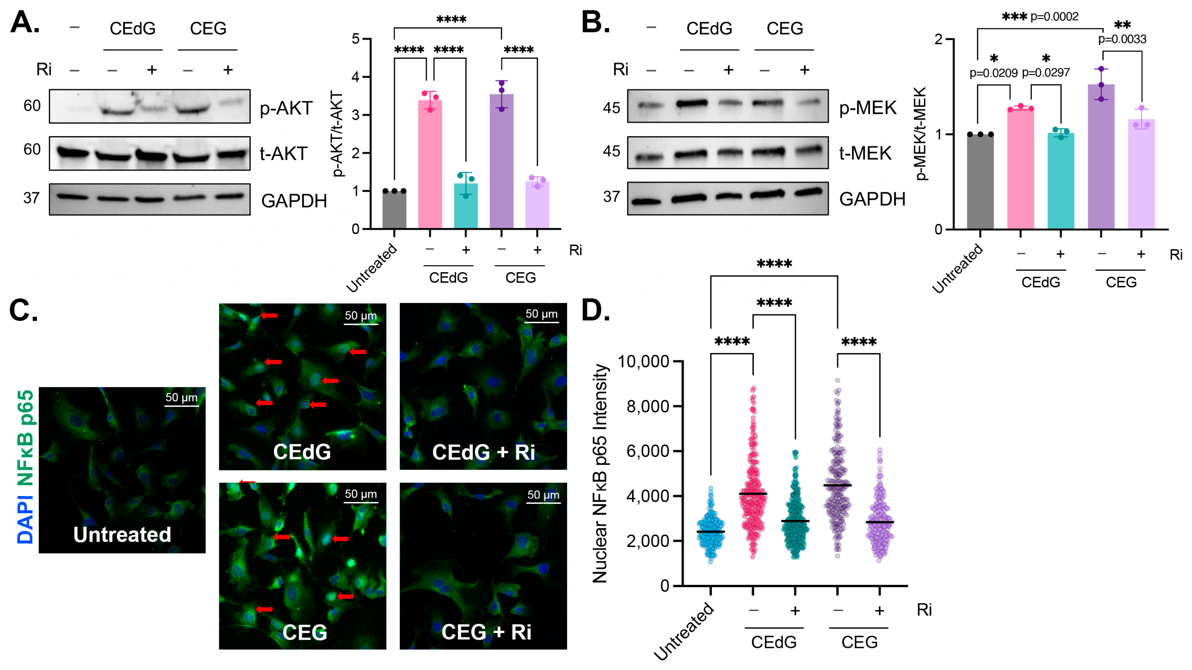 Antioxidants 13 00085 g006