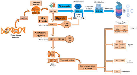 Hypoxia-Inducible Factor and Oxidative Stress in Tendon
