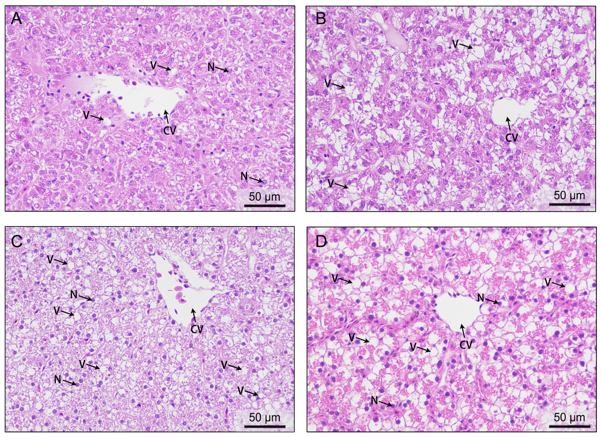 Antioxidants 13 00089 g004