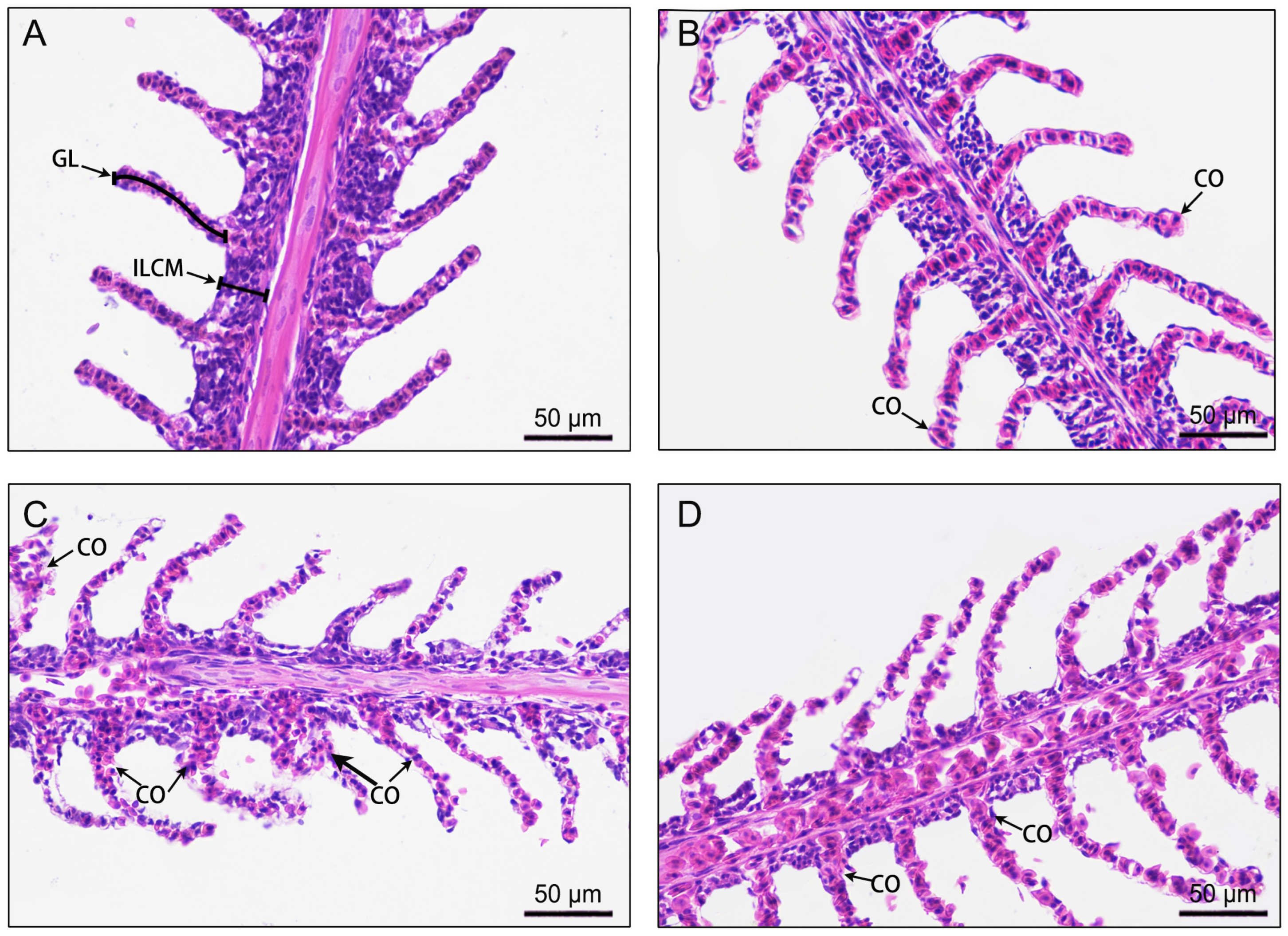 Antioxidants 13 00089 g005