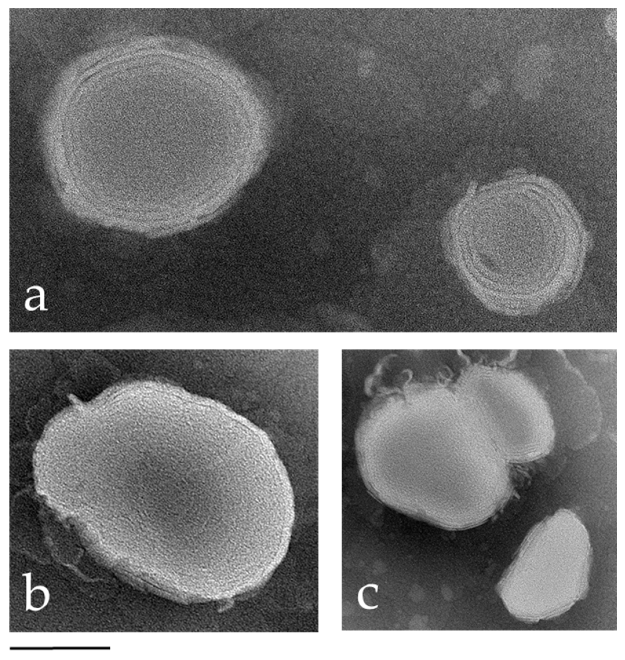 Antioxidants 13 00091 g001