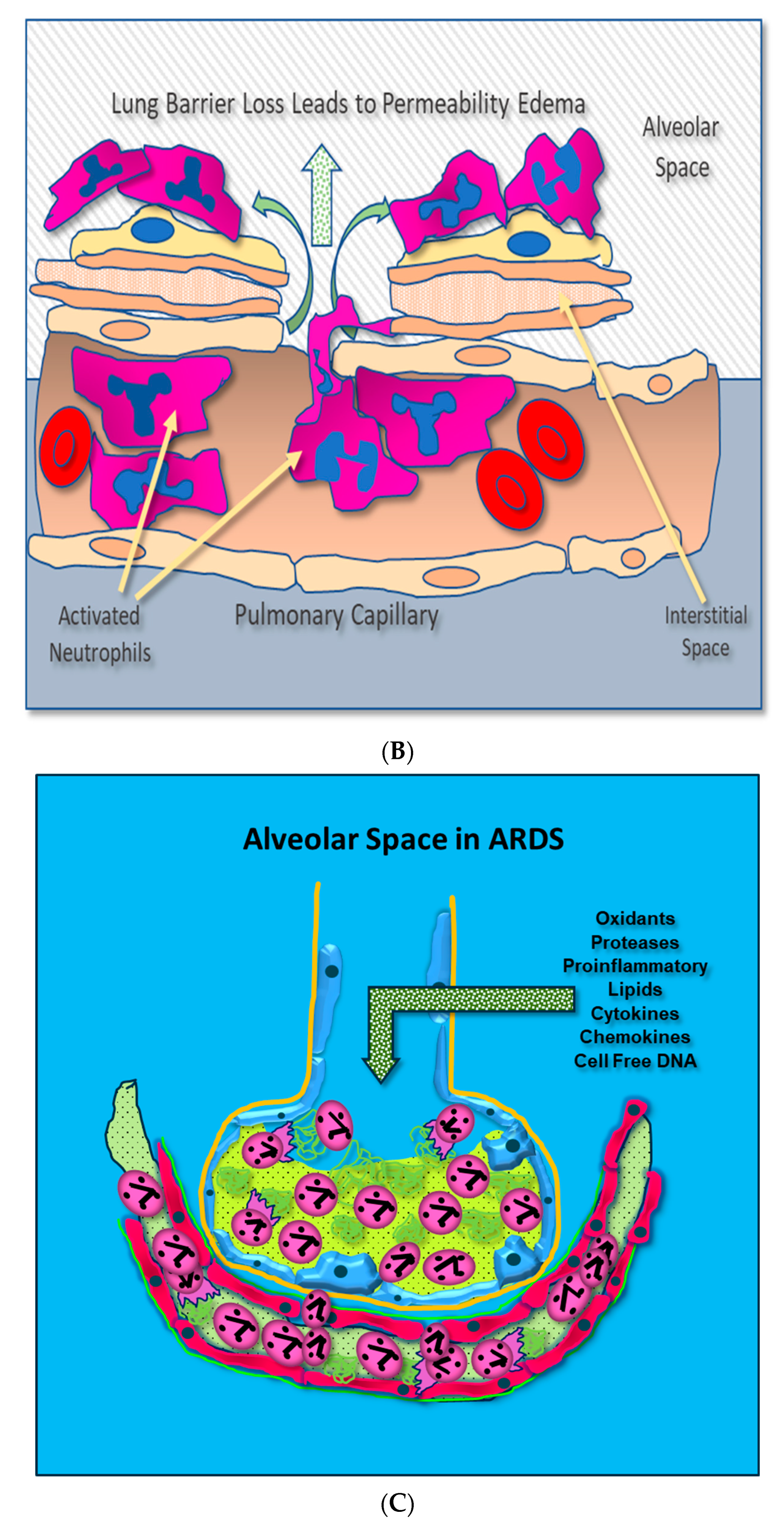 Antioxidants 13 00095 g001b