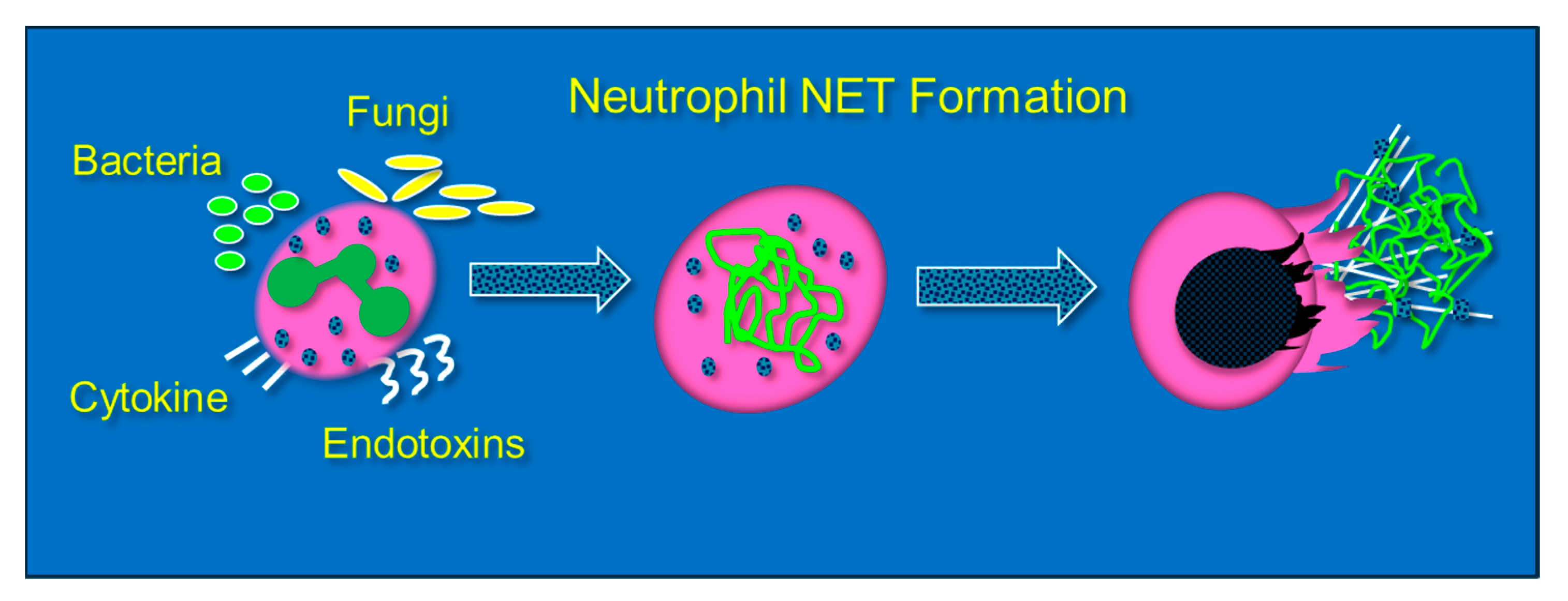 Antioxidants 13 00095 g003