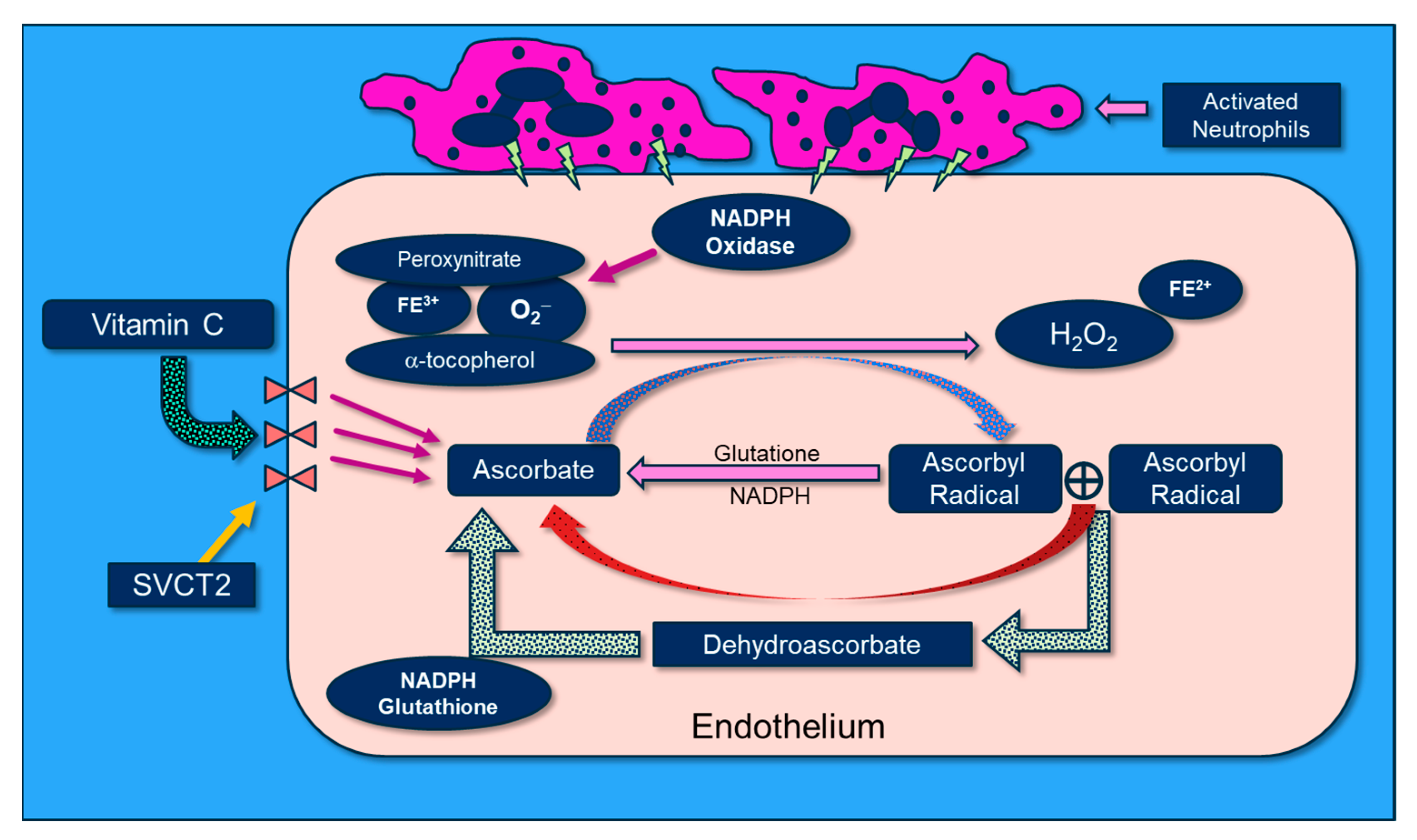 Antioxidants 13 00095 g007