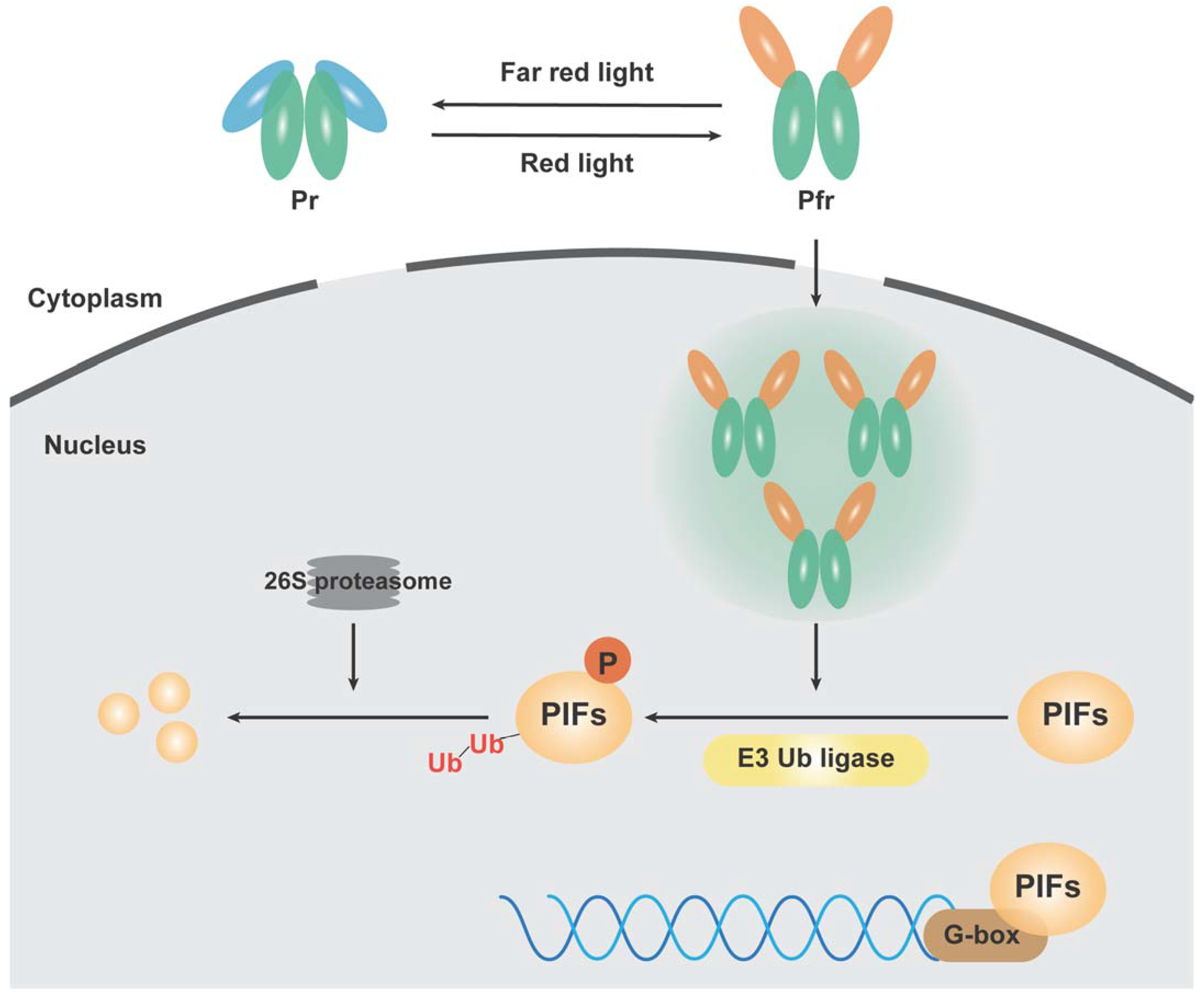 Antioxidants 13 00099 g001 Antioxidants 13 00099 g001