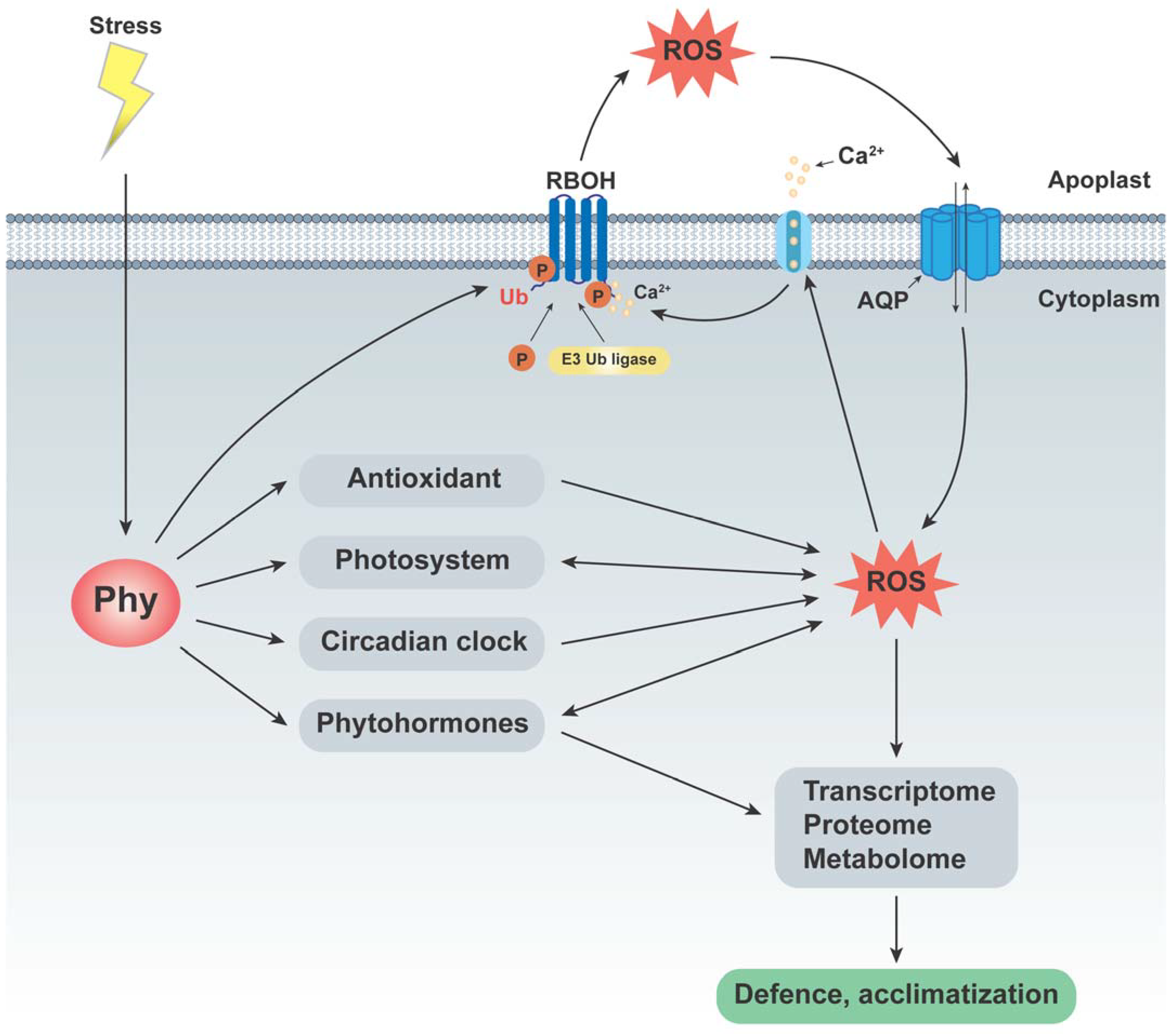 Antioxidants 13 00099 g002 Antioxidants 13 00099 g002