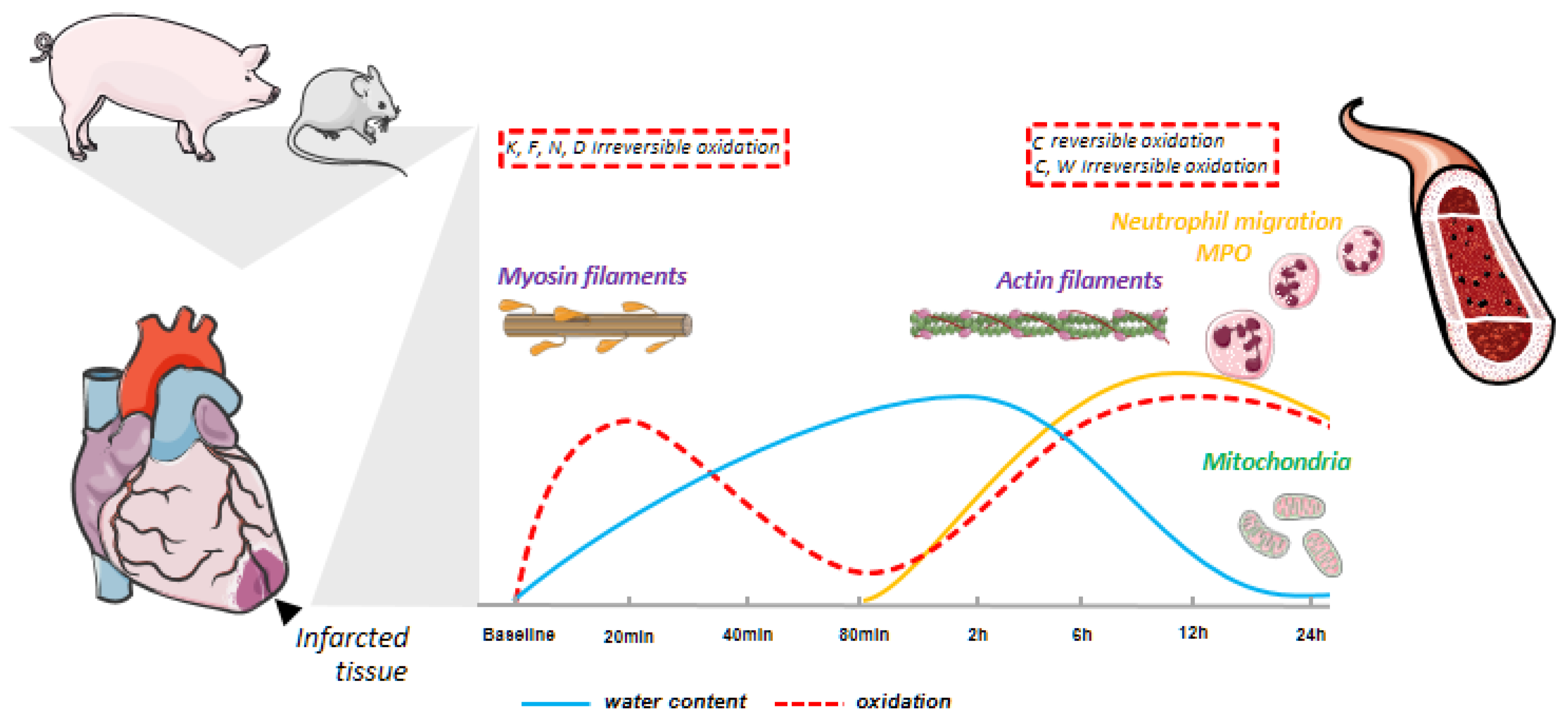 Antioxidants 13 00106 g007