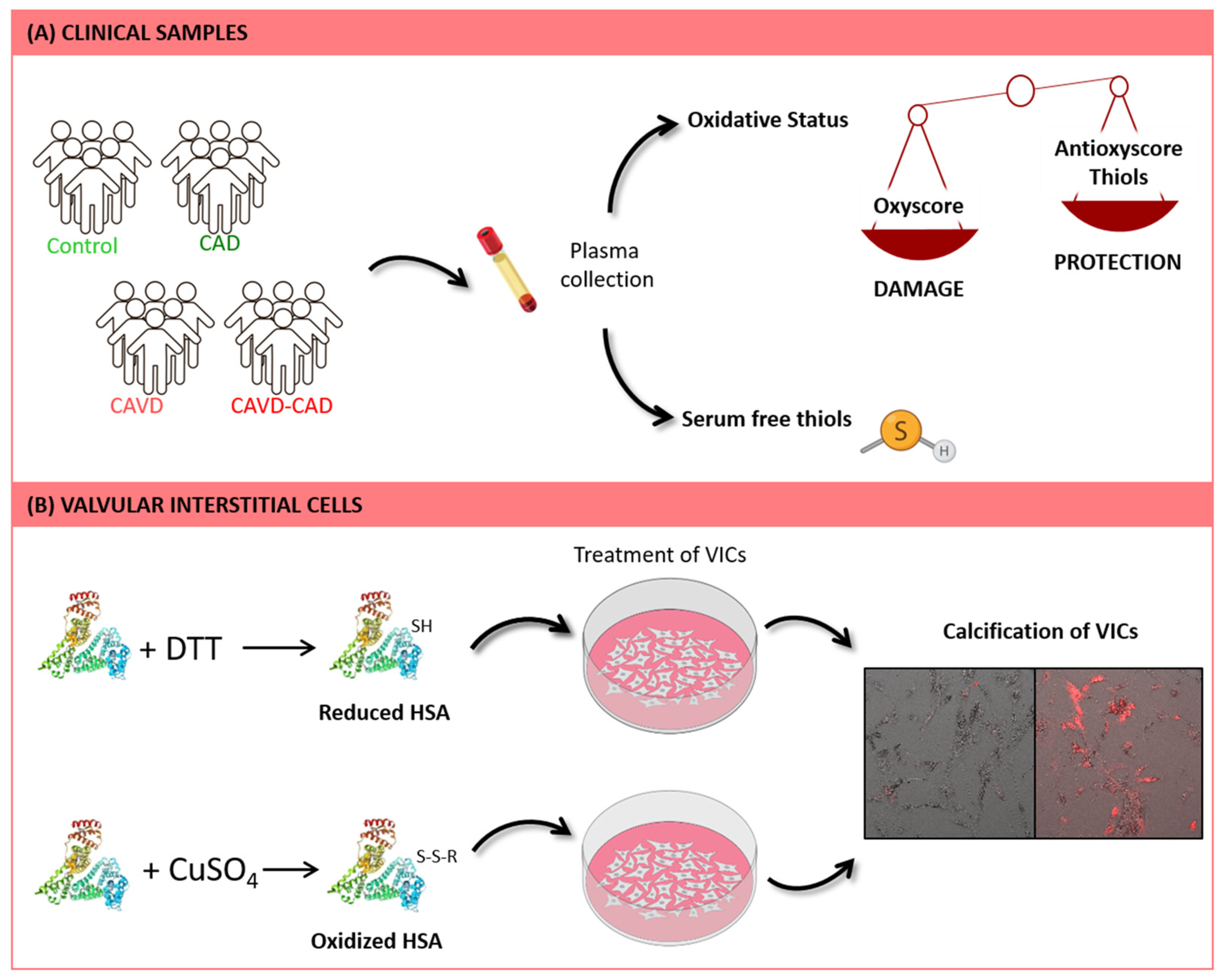 Antioxidants 13 00108 g001 Antioxidants 13 00108 g001