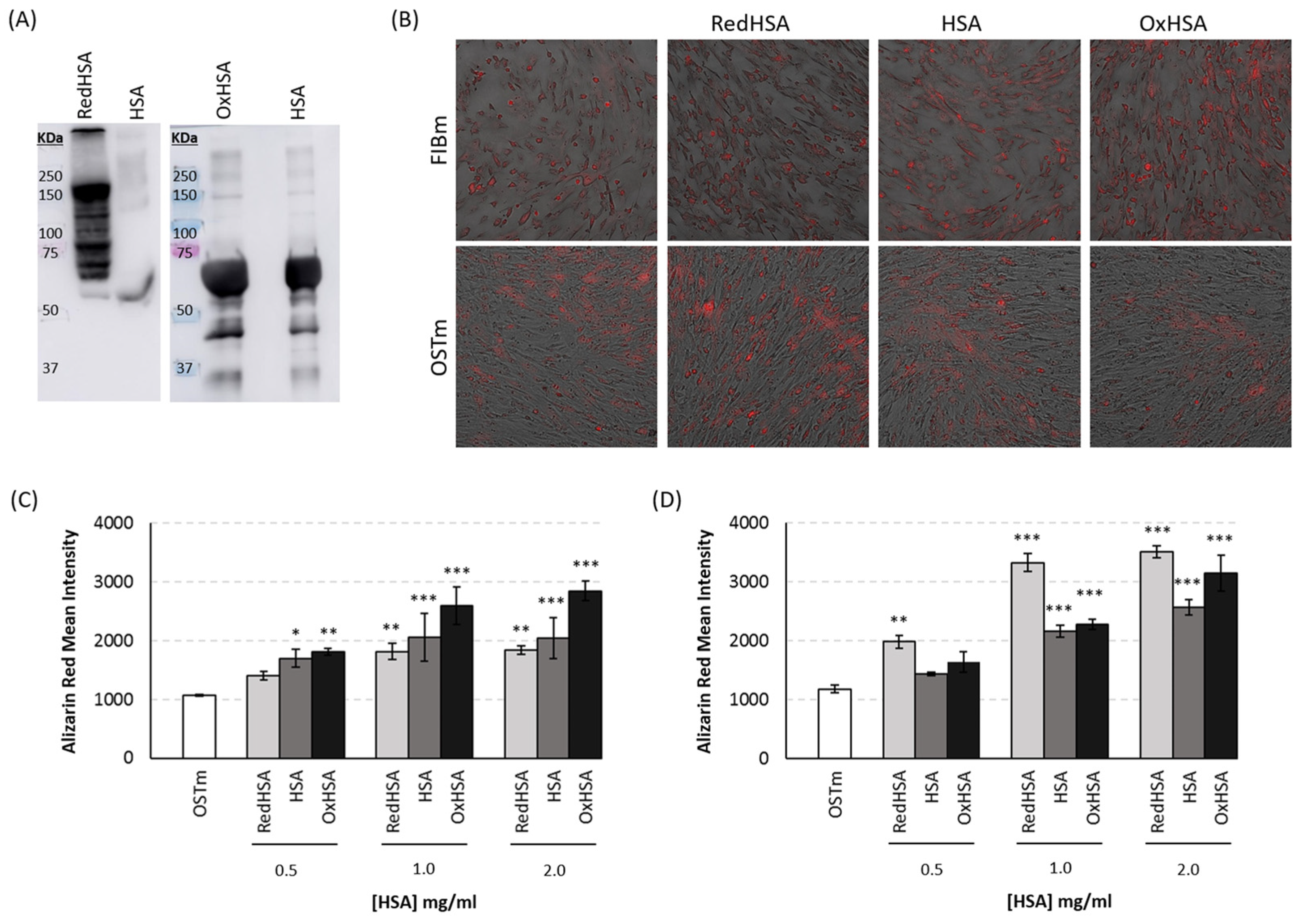 Antioxidants 13 00108 g004 Antioxidants 13 00108 g004