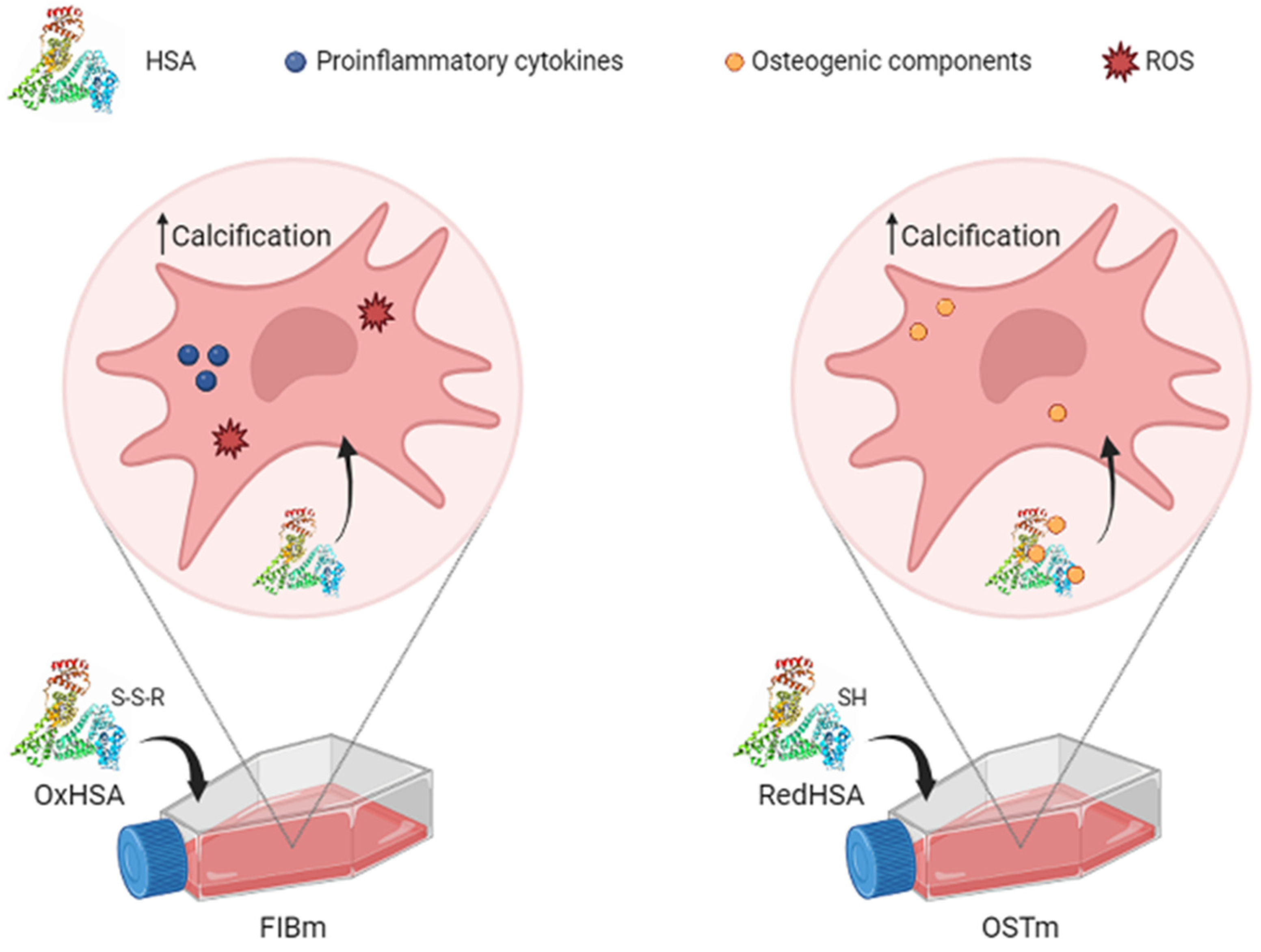 Antioxidants 13 00108 g005 Antioxidants 13 00108 g005