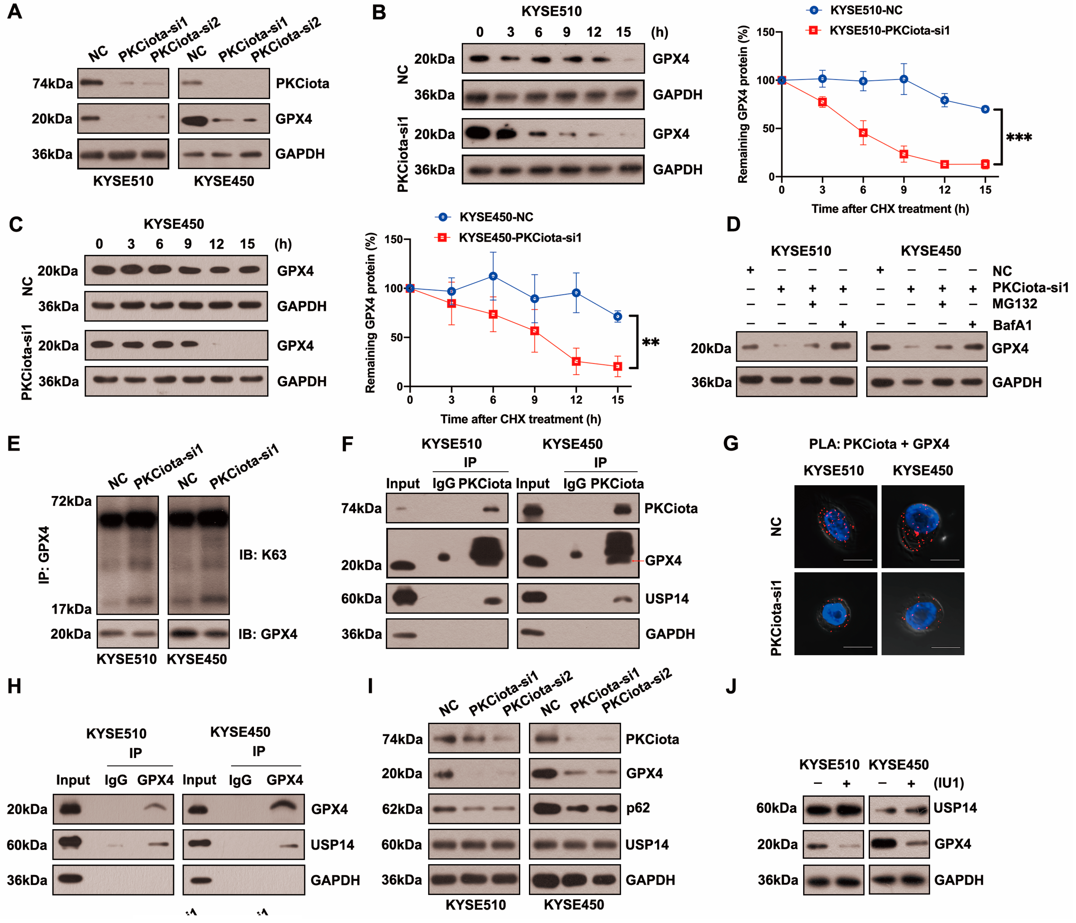 Antioxidants 13 00114 g003a